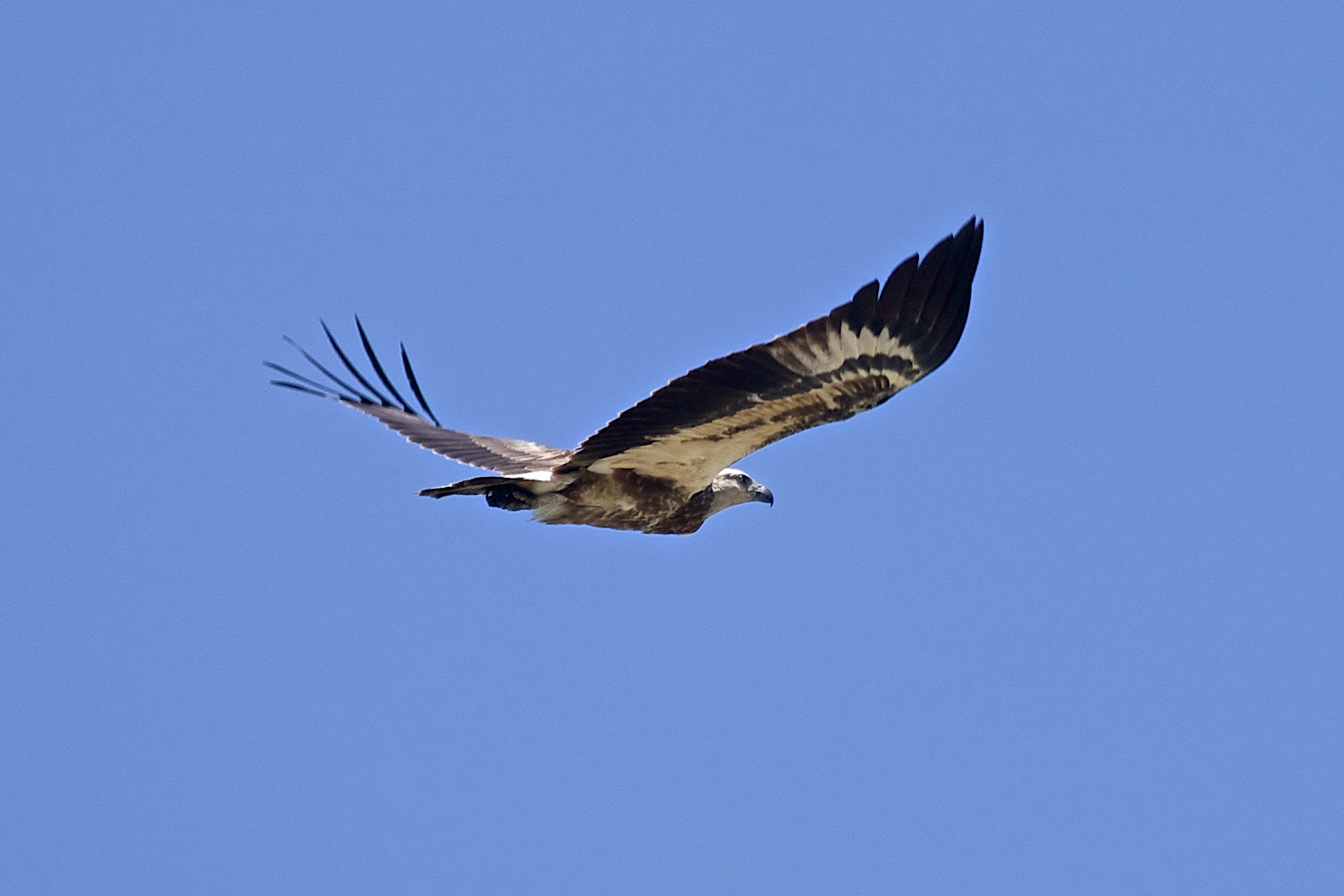 White-bellied fish eagle