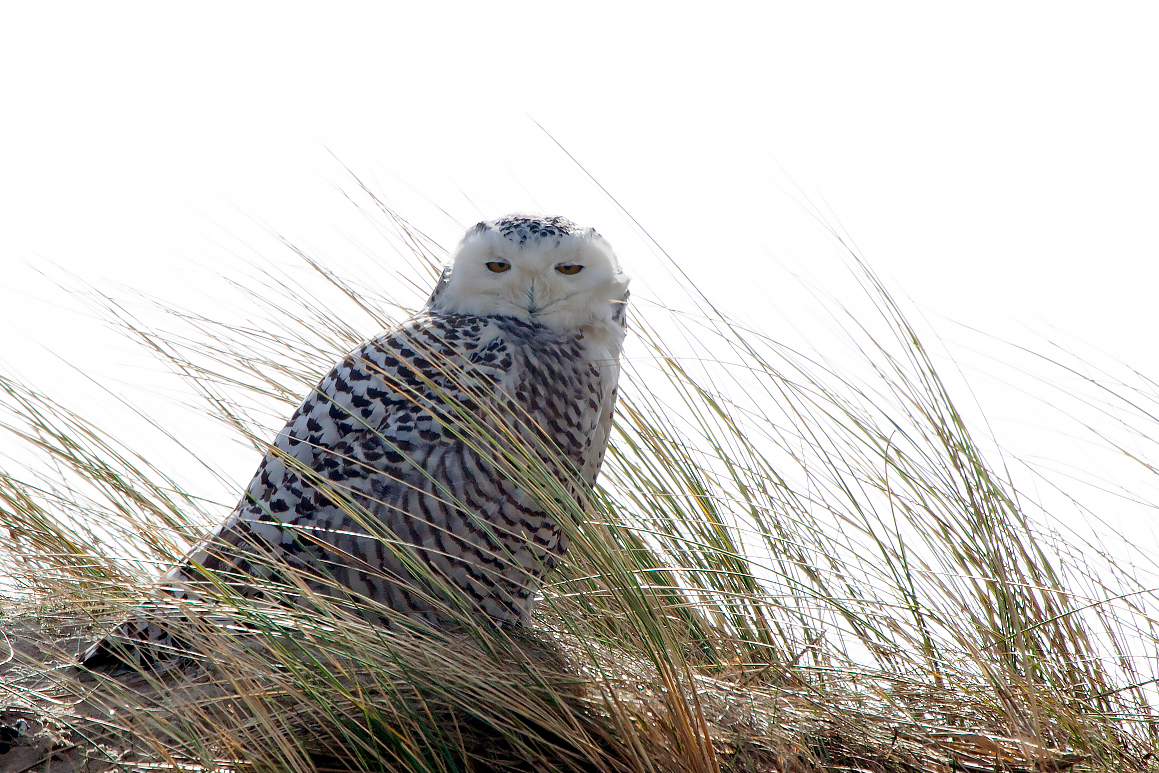 Snowy Owl