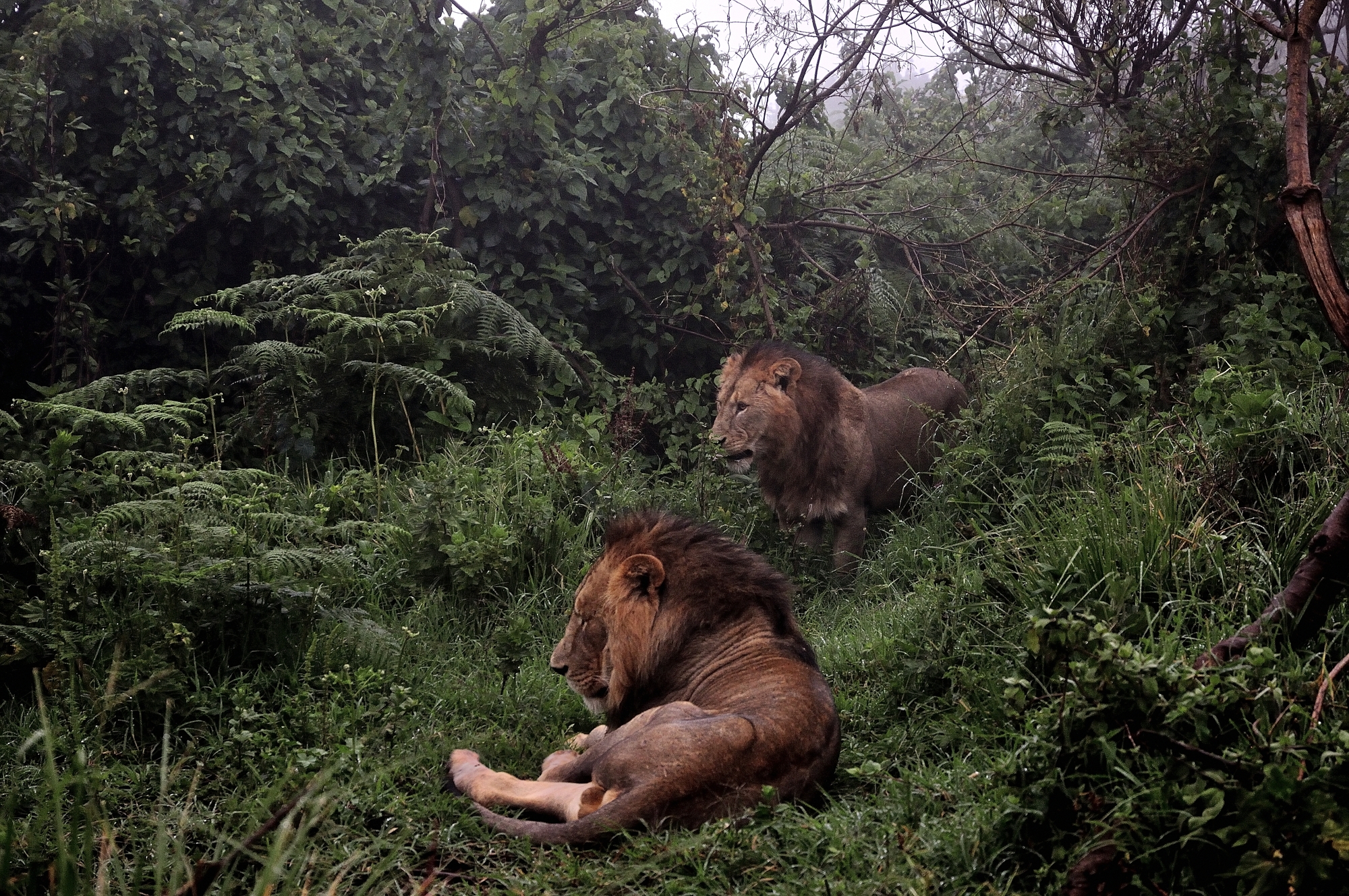Ngorongoro 2011 - Leoni