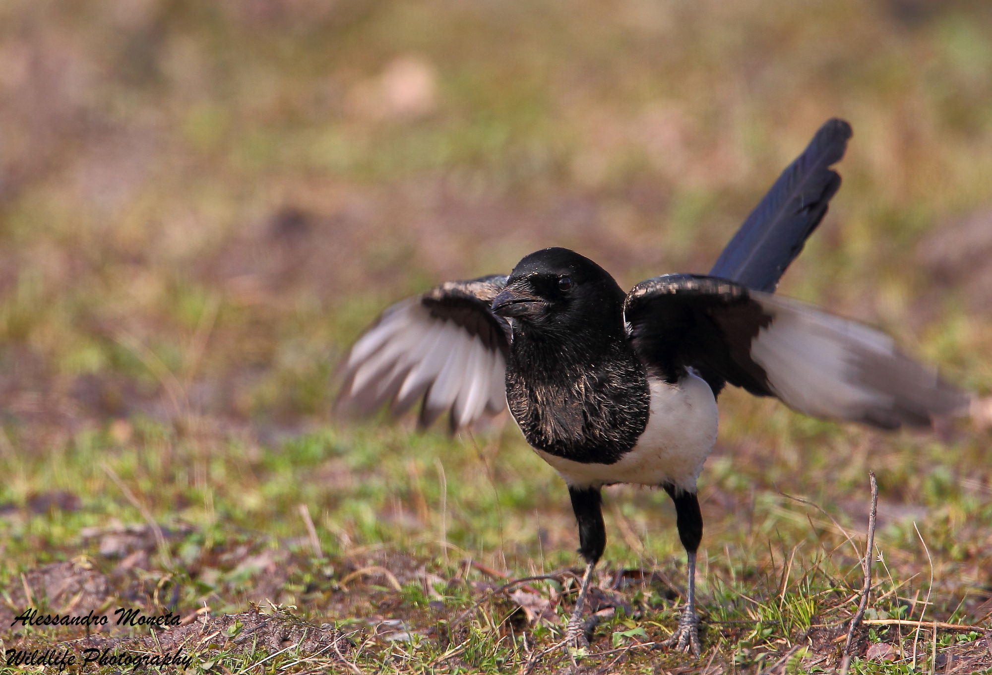The fledging of the Magpie