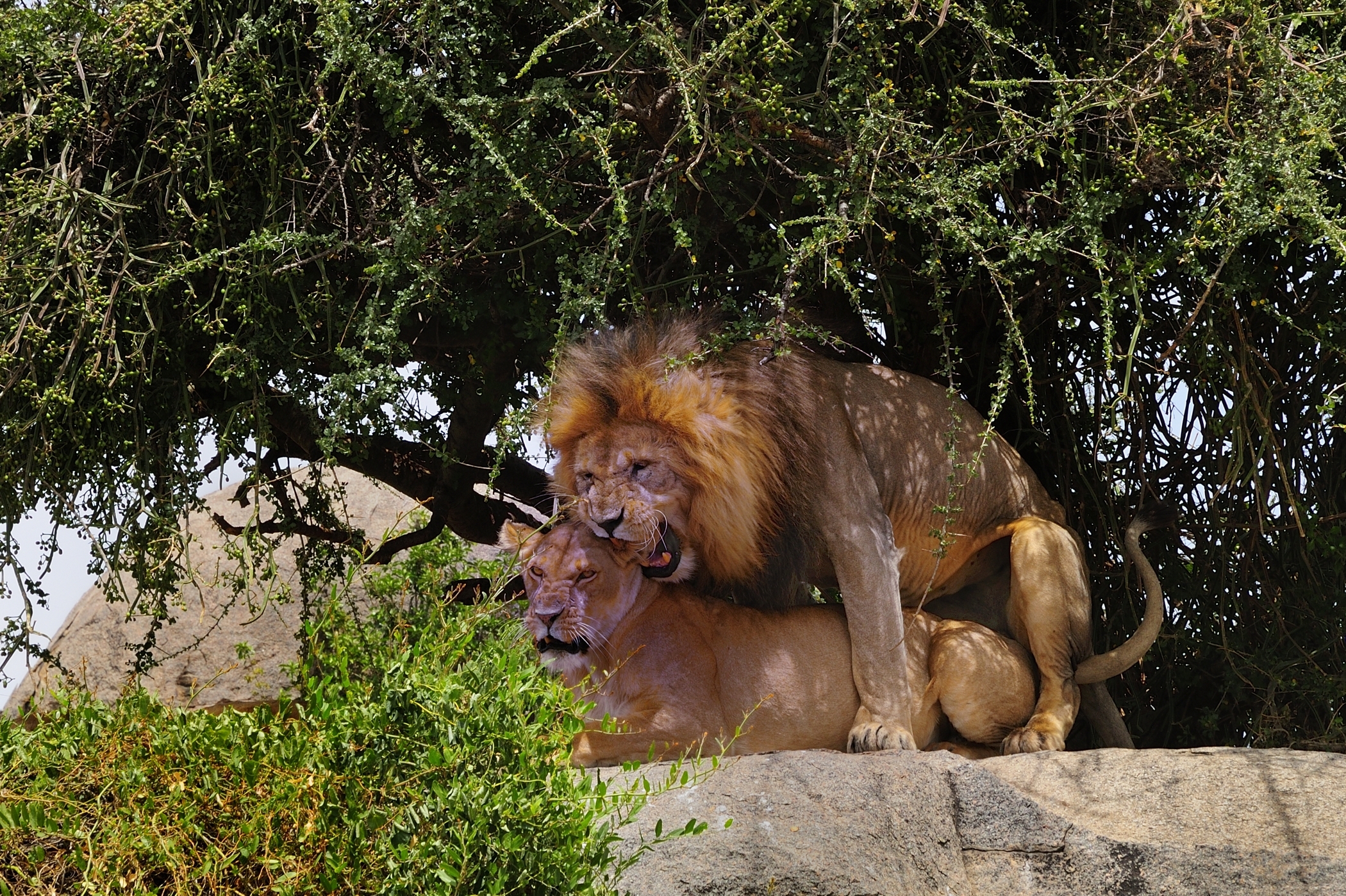 Serengeti 2011 - Leoni