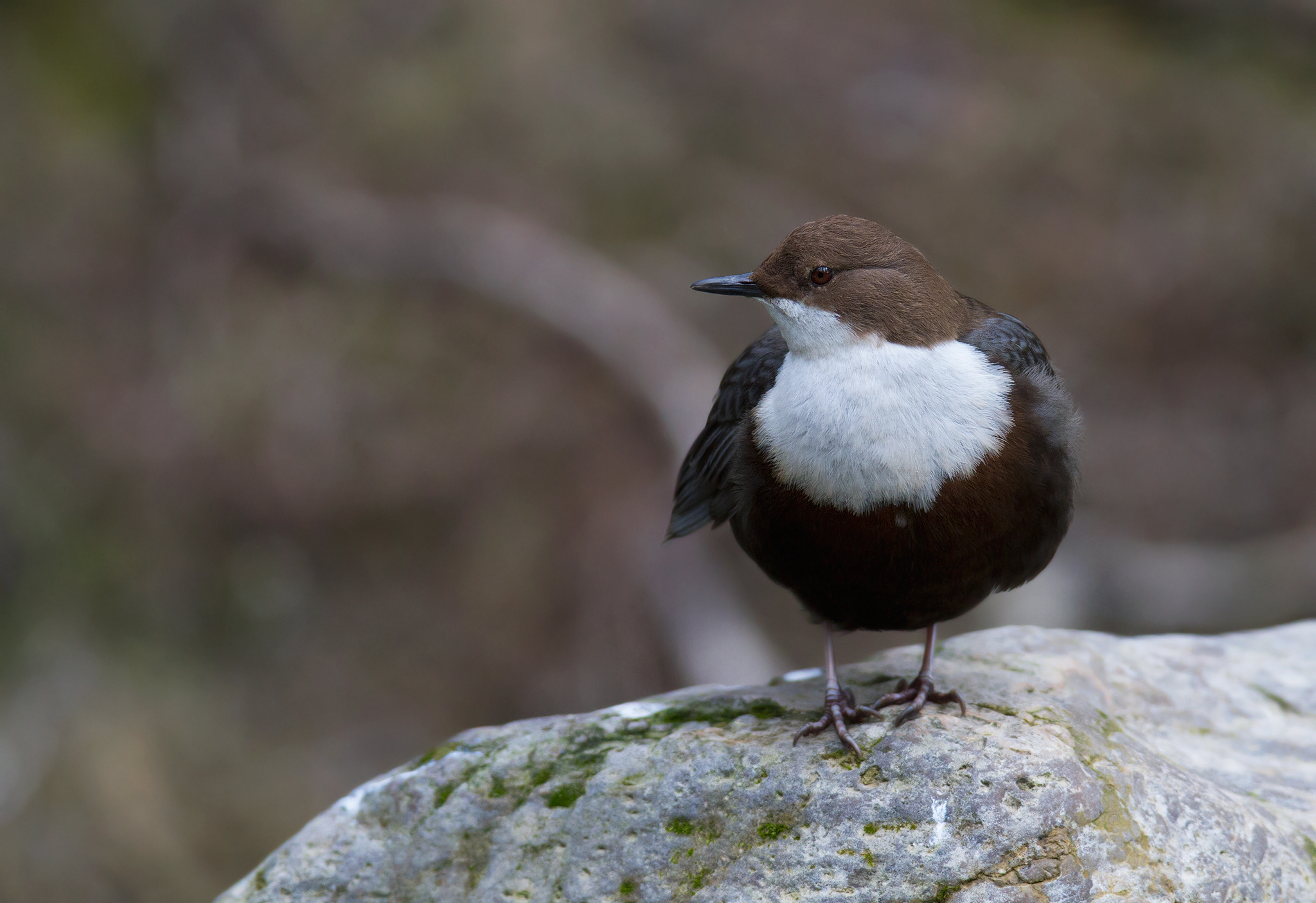 Merlo acquaiolo (boys)