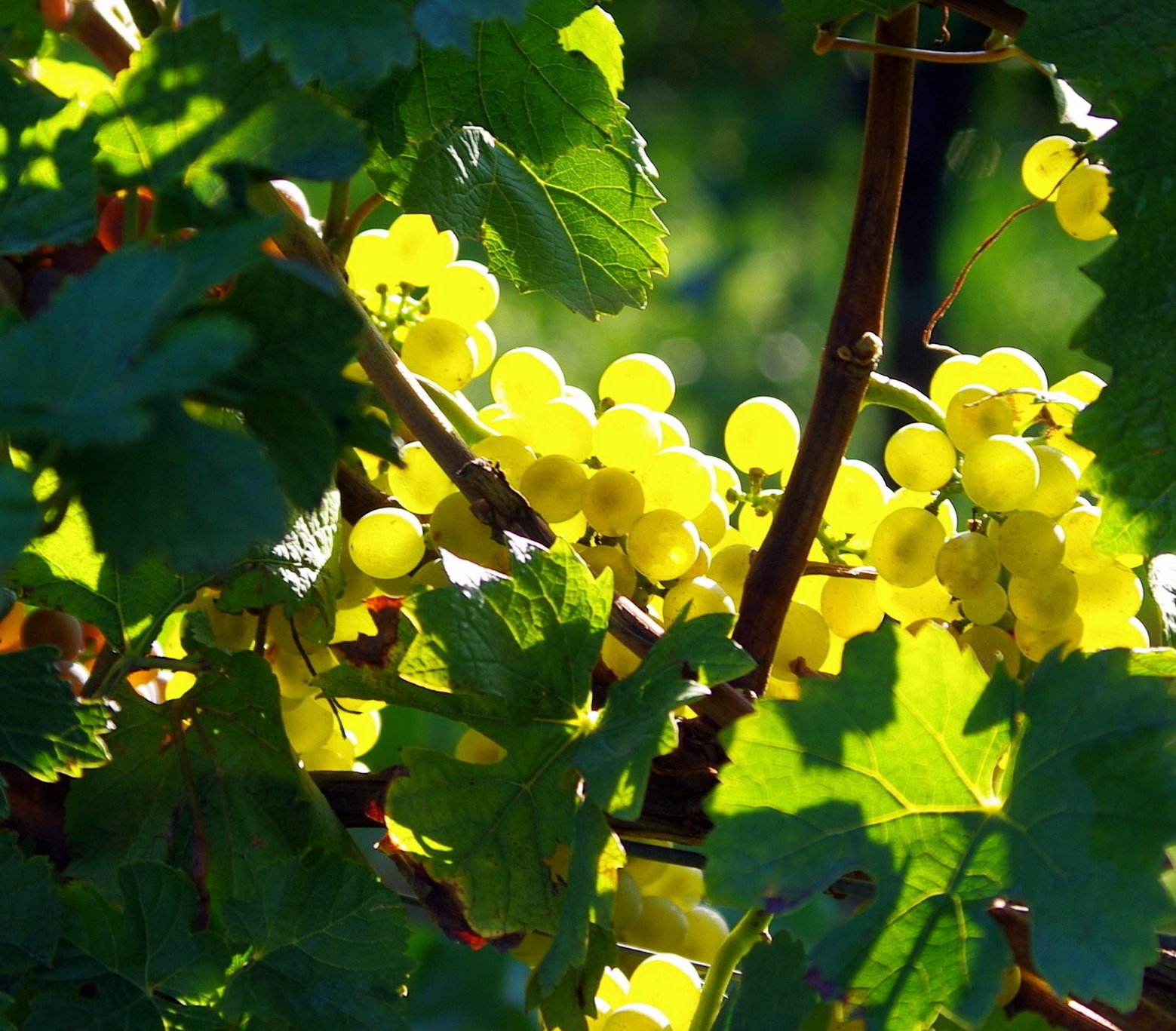 Golden grapes