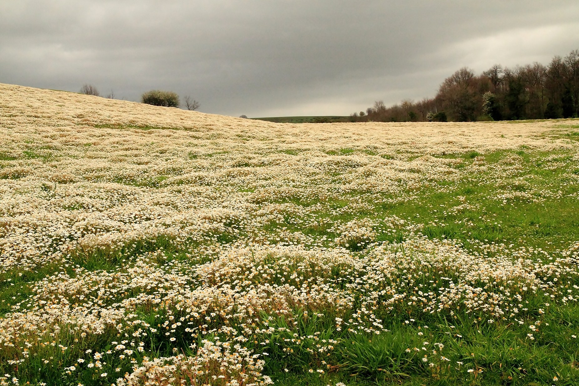 Un mare di tranquillità (fiori di camomilla)