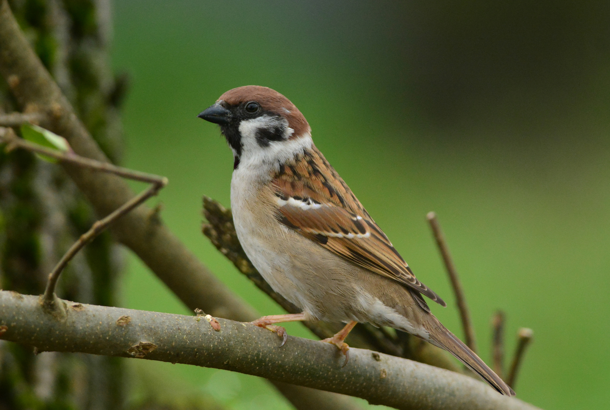 passera mattugia prima colazione