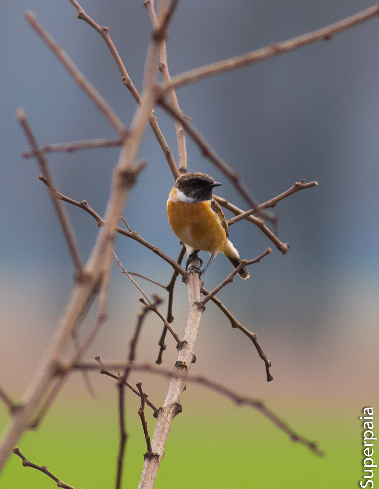 Stonechat
