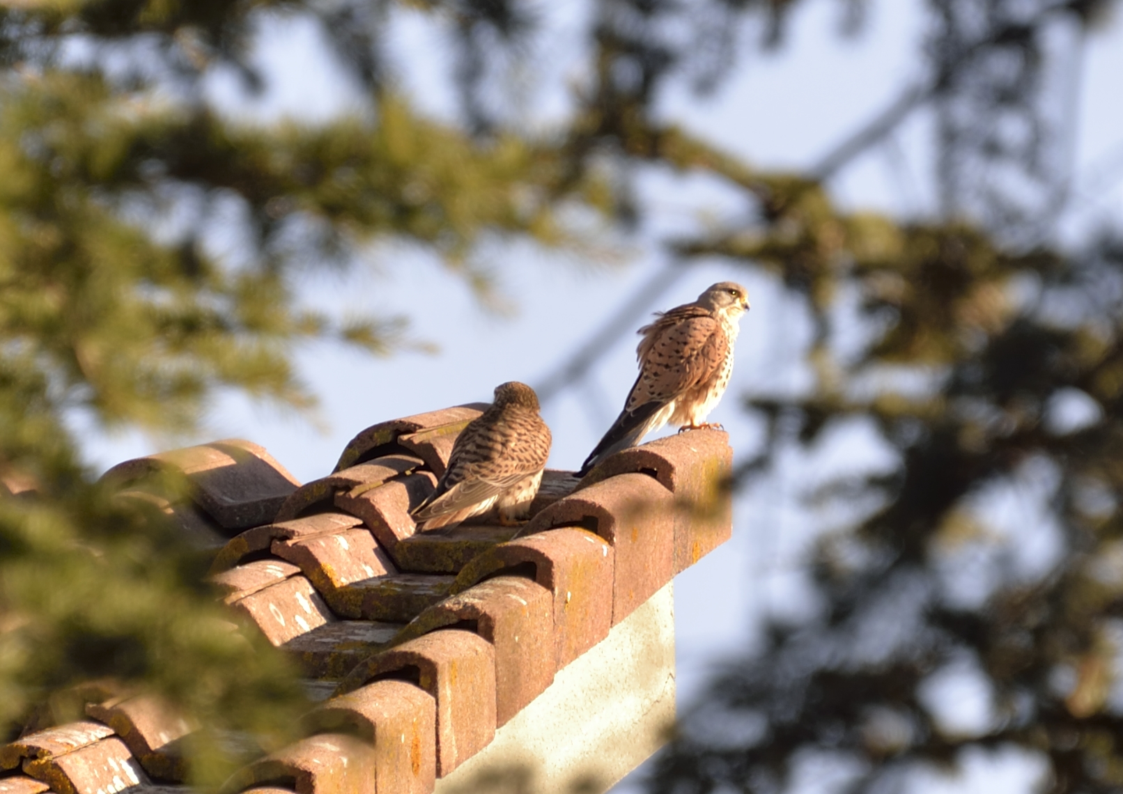 Kestrels
