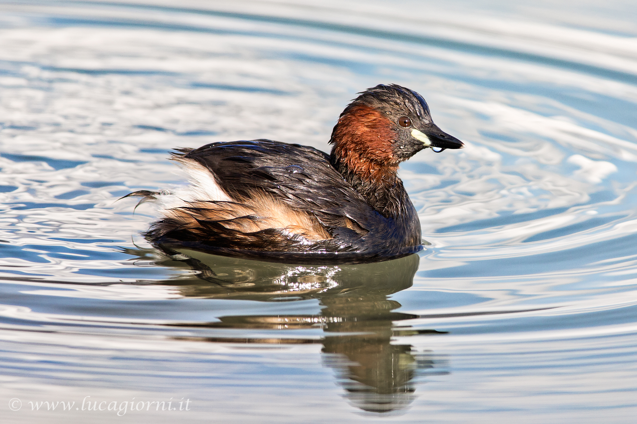 Little Grebe just emerged .....