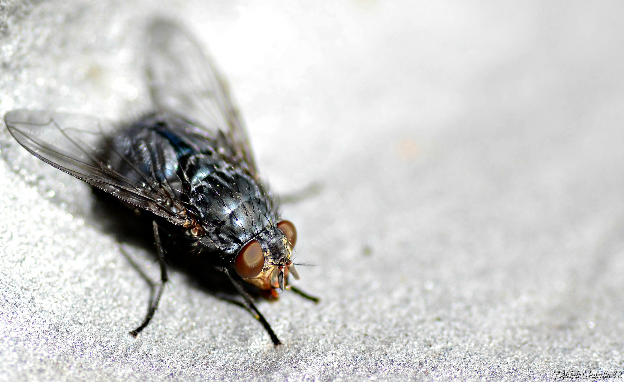 Mosca che si mette in posa