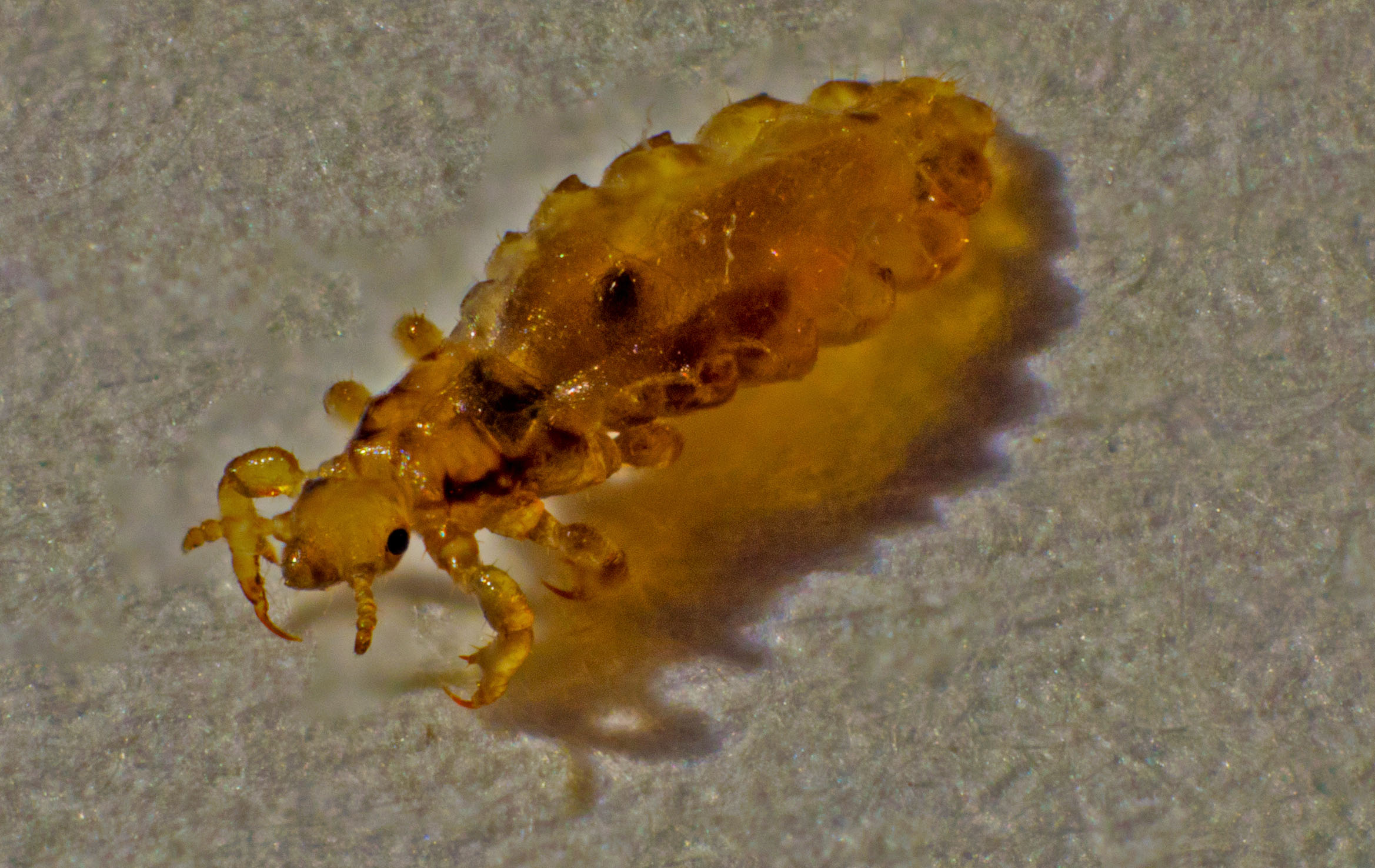 From the head of my son