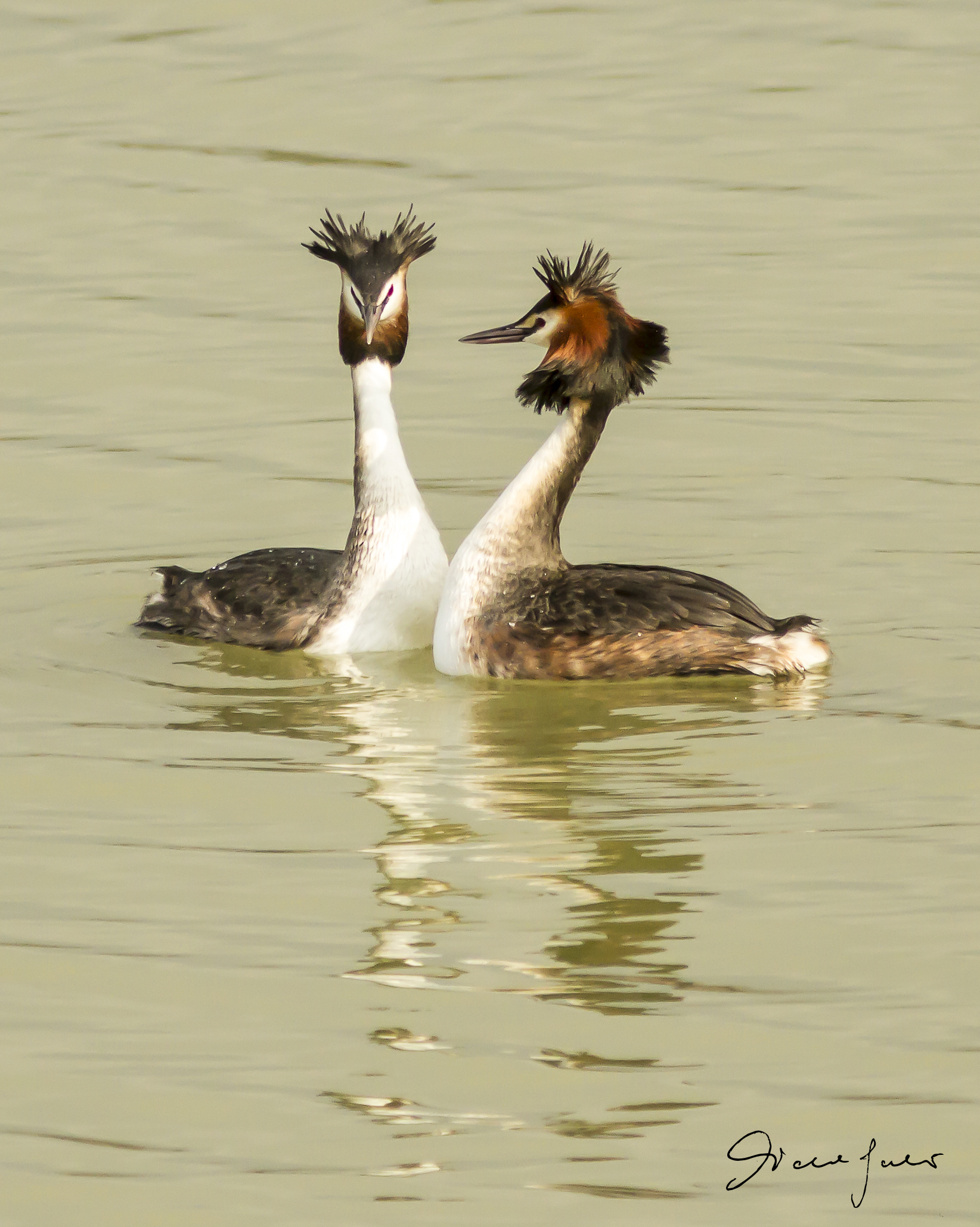 Svasso maggiore in corteggiamento