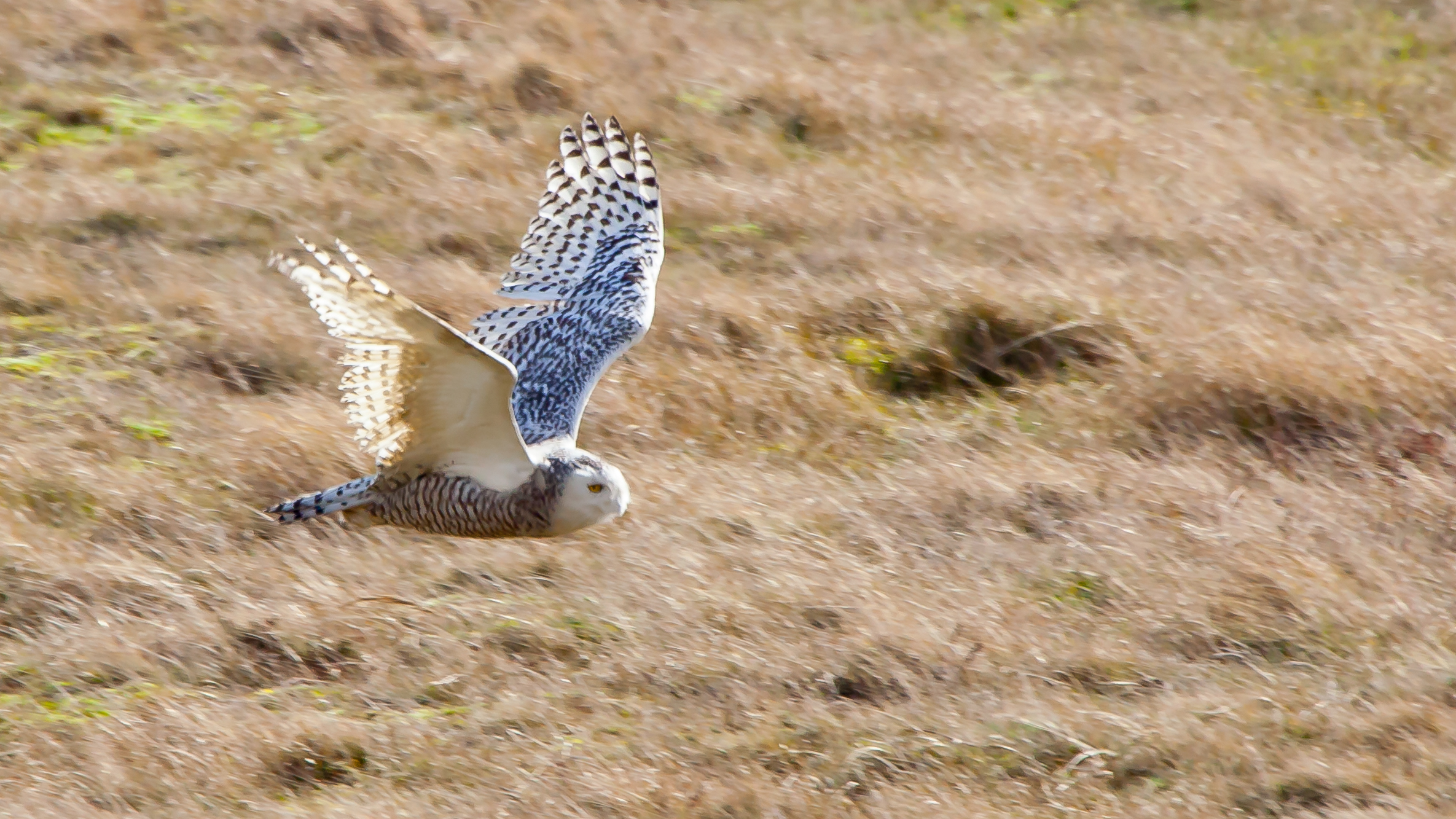 Snowy Owl in flight