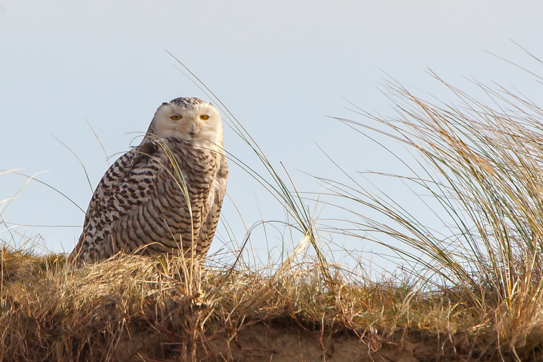 Snowy Owl in the sun