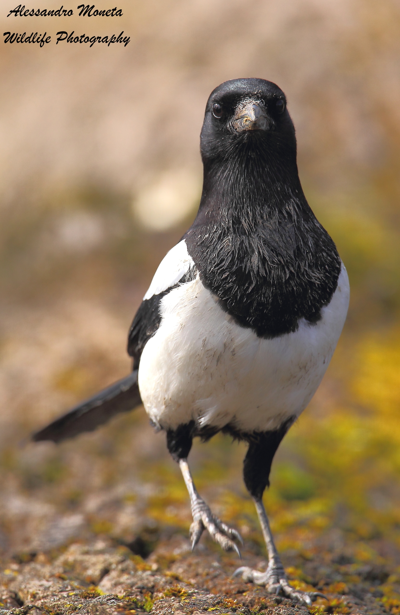Magpie