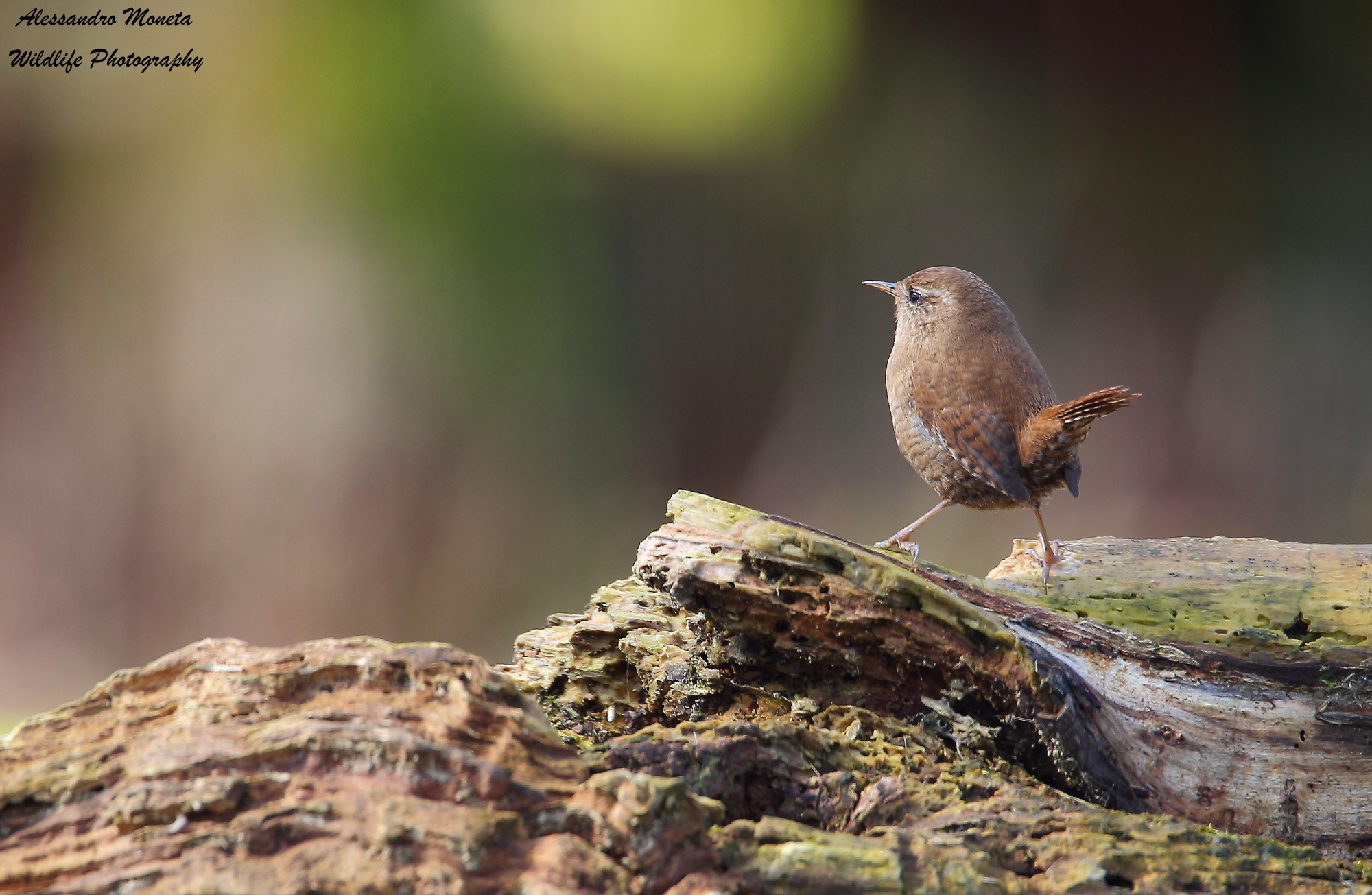Wren