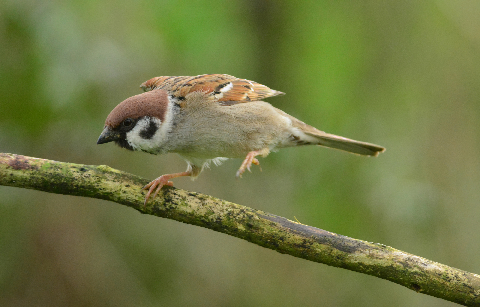 passera mattugia olimpionica
