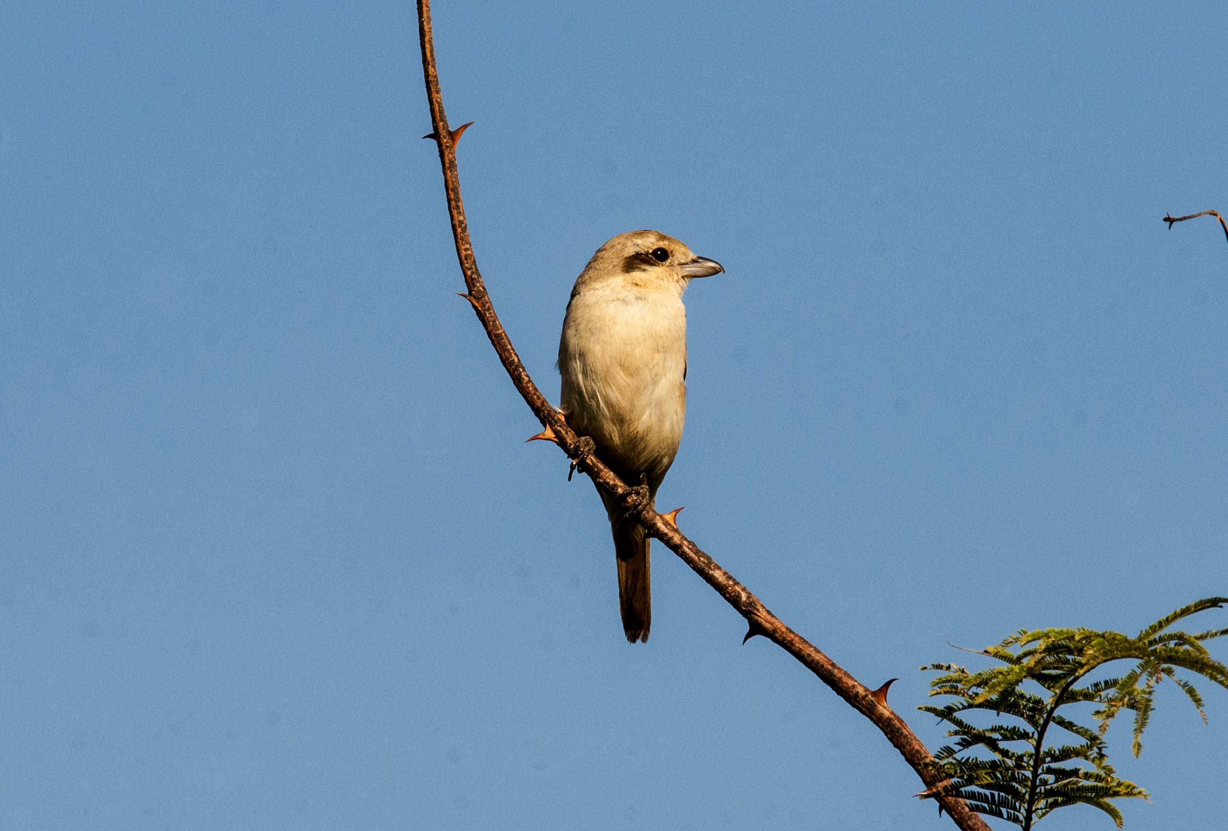 Lanius isabellinus - Averla isabellina
