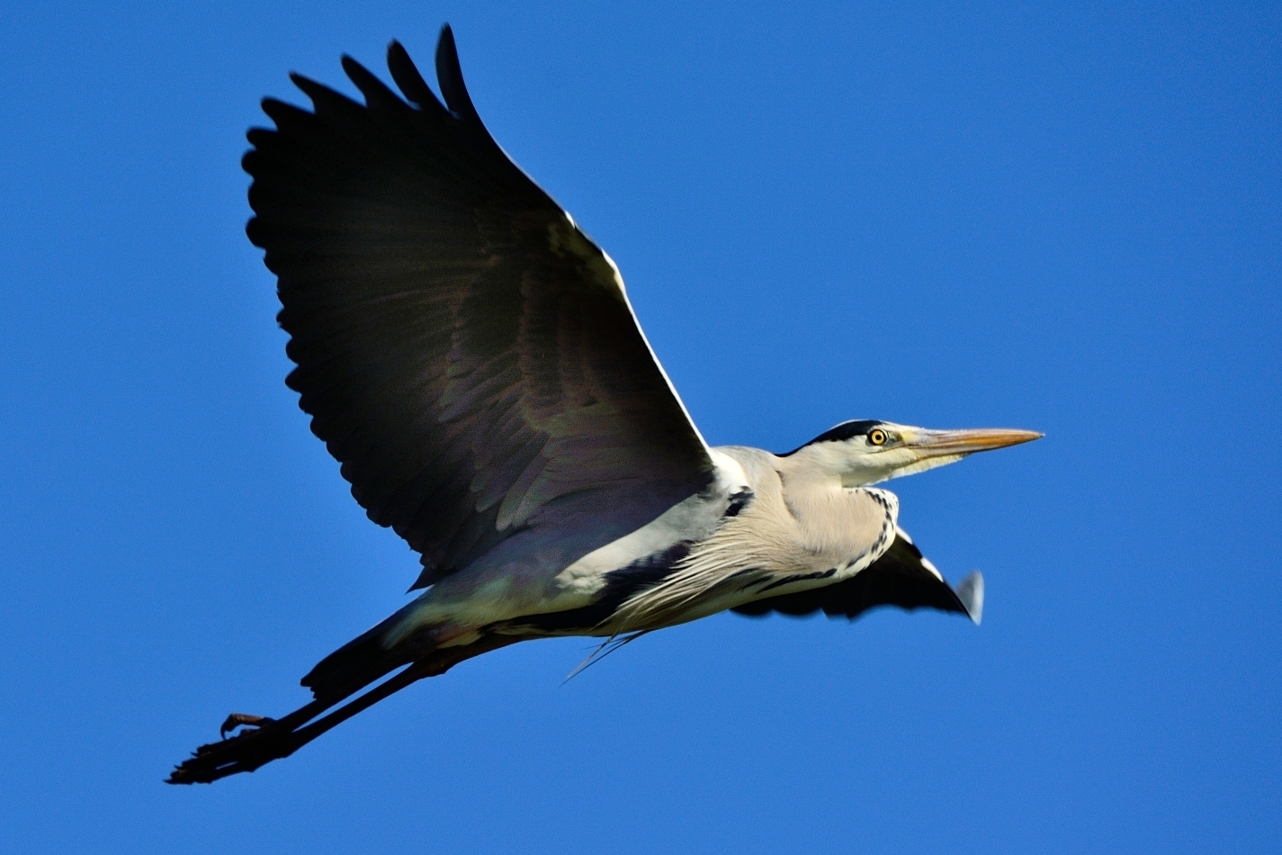 Grey Heron in flight