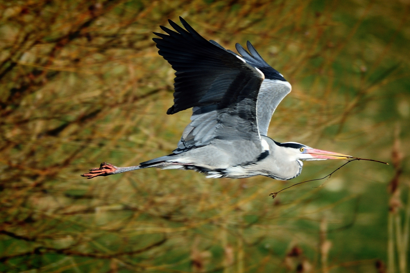 It 's time to build the nest