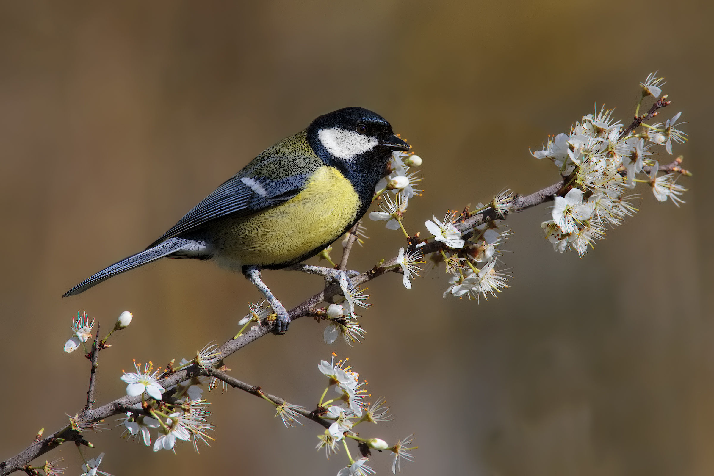 A great tit makes no spring ....