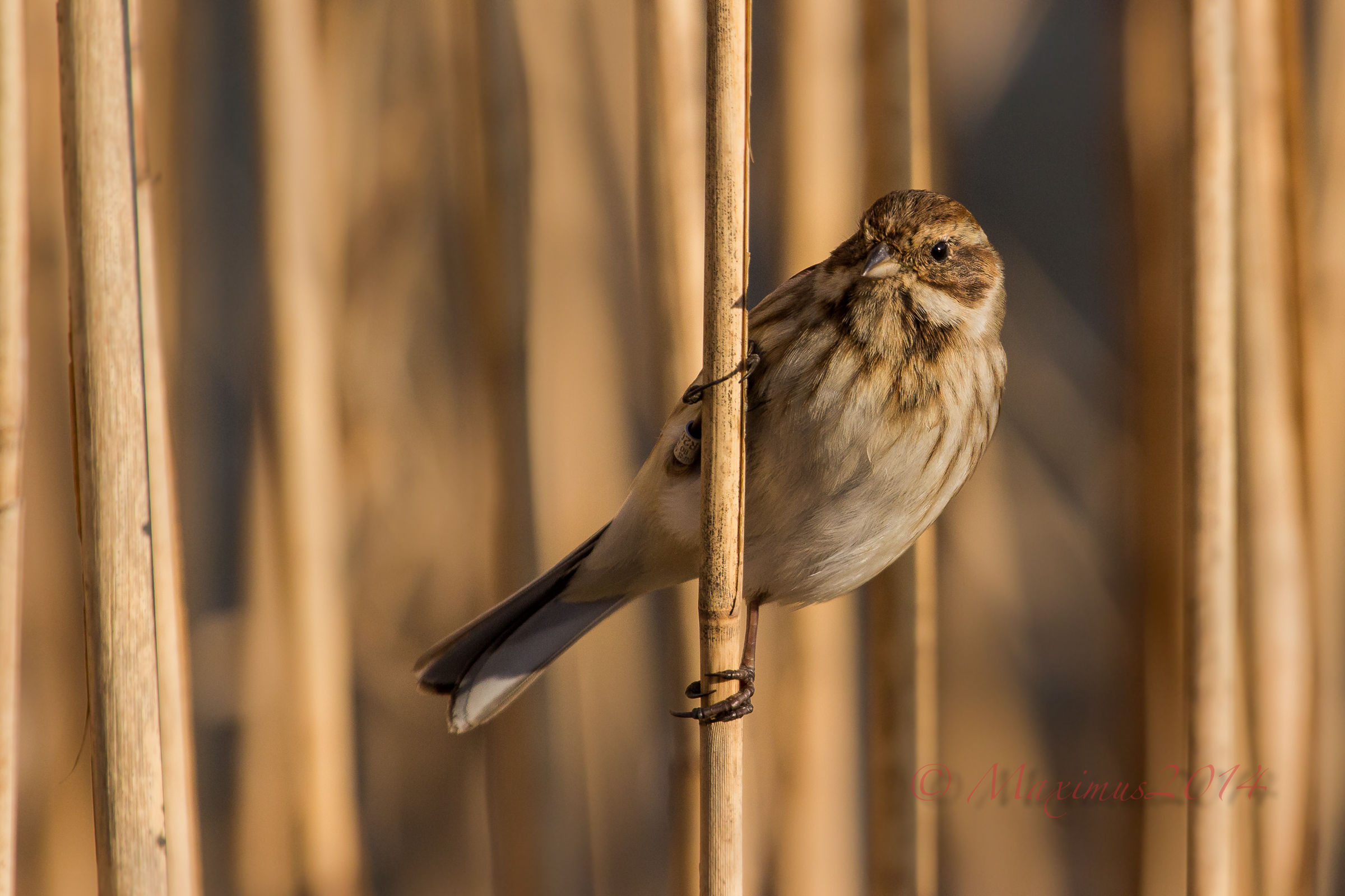 migliarina .. with eos 100d