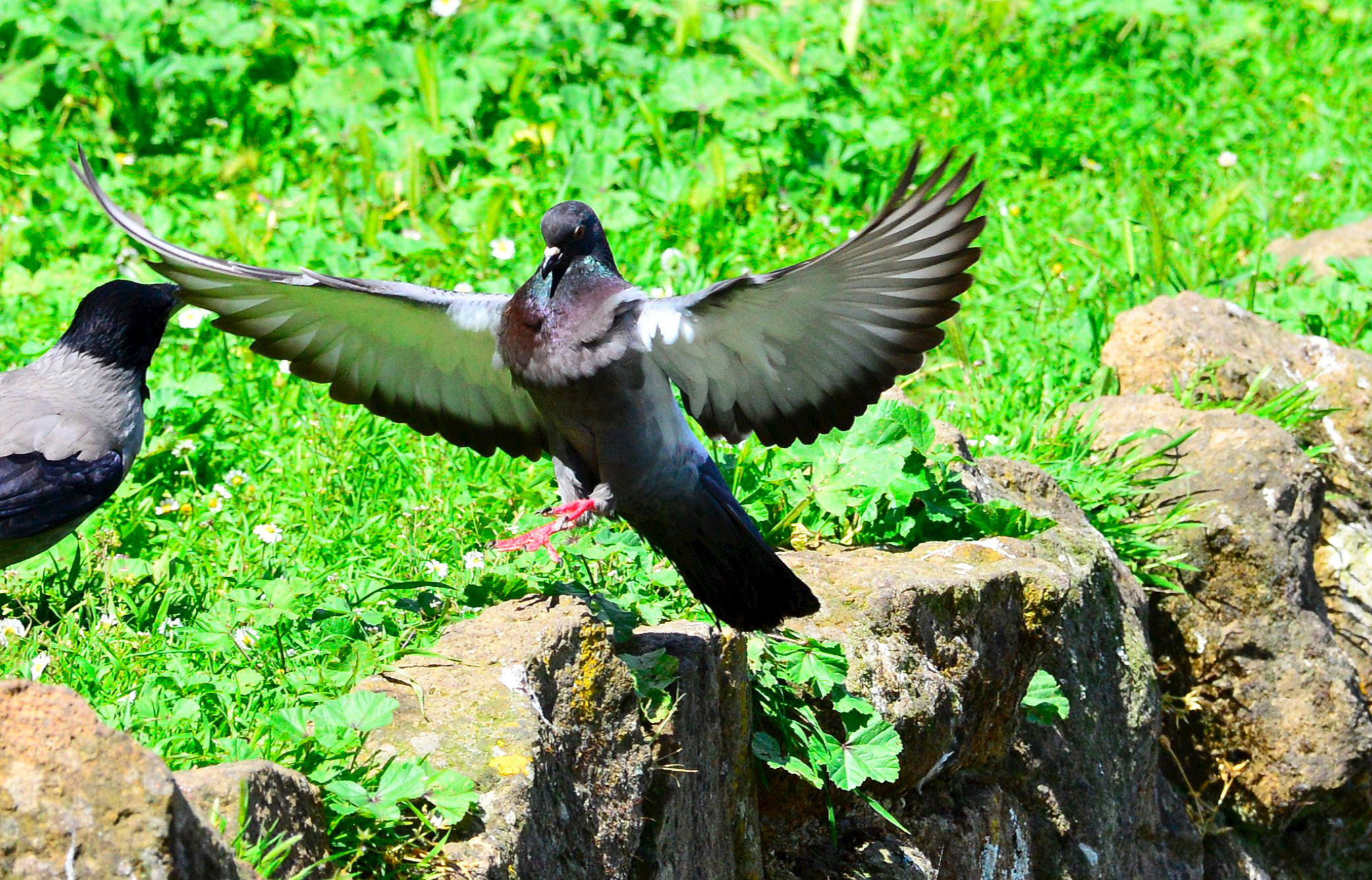 piccione...viaggiatore...