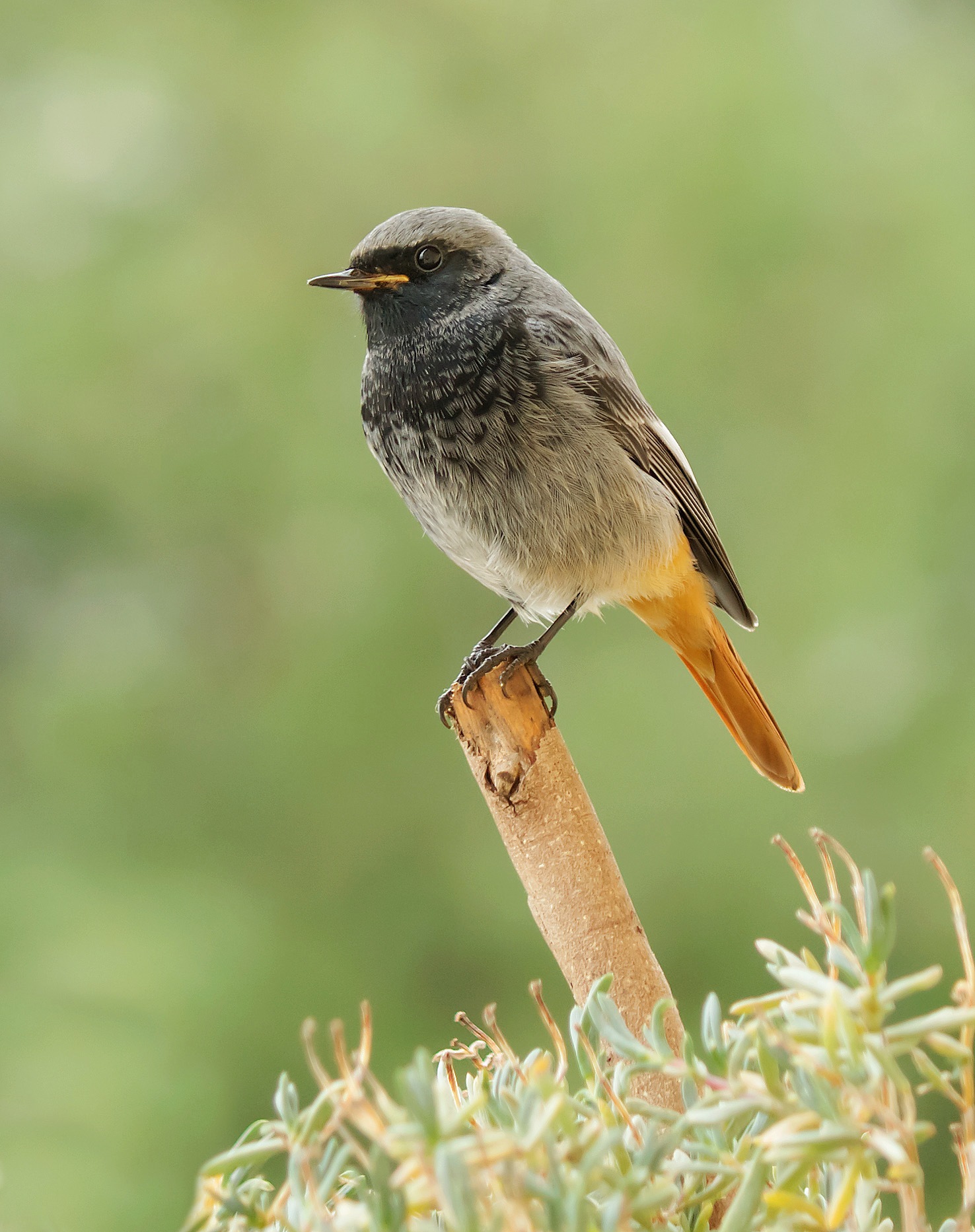 Codirosso spazzacamino
