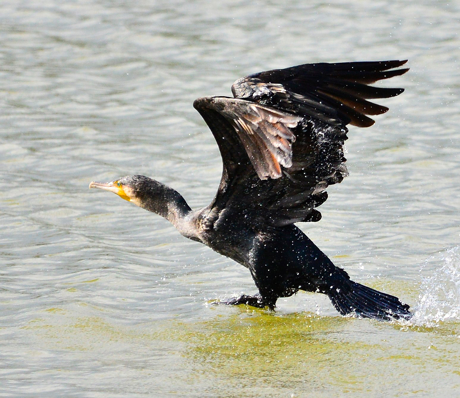 Cormorano in decollo