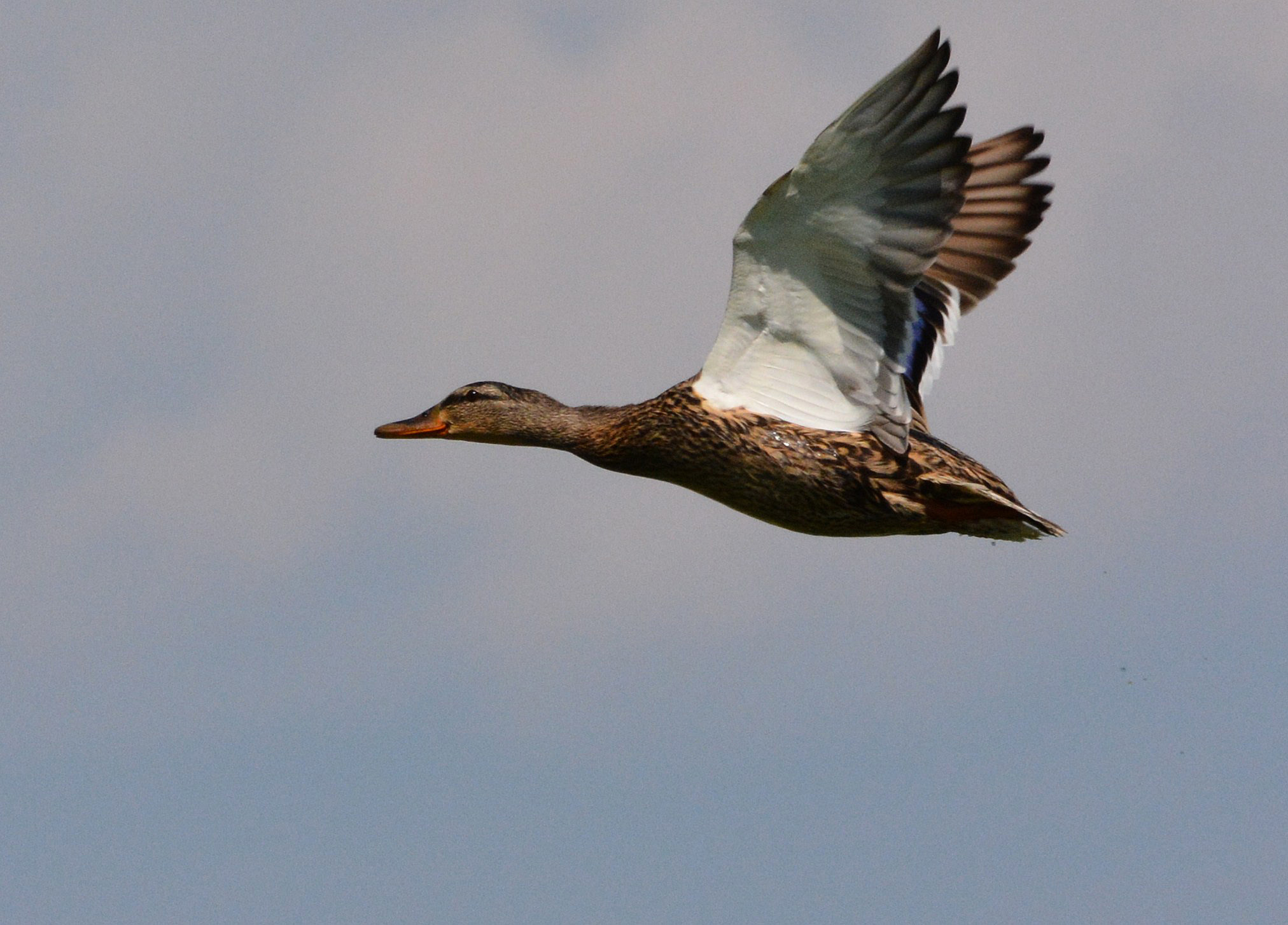 Germano Femmina in  volo