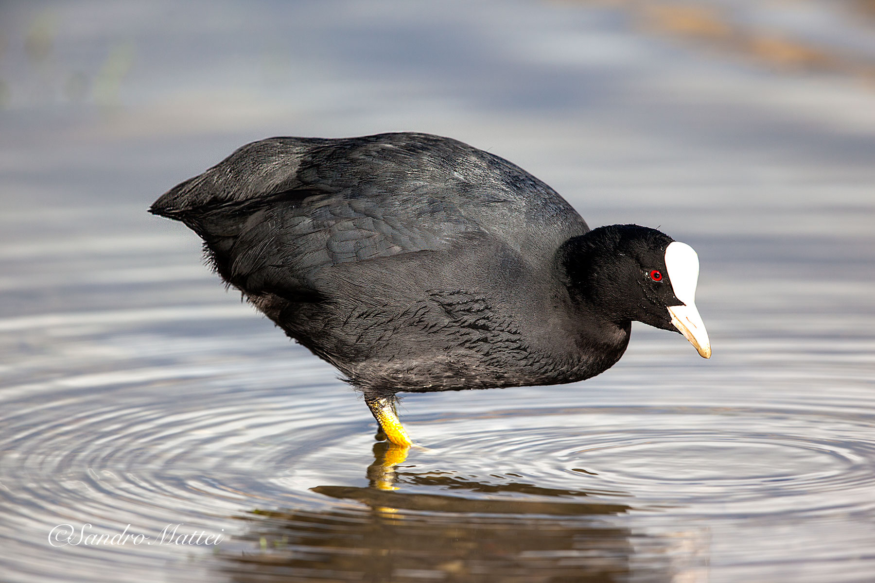 Even a coot ..... Could be nice .......