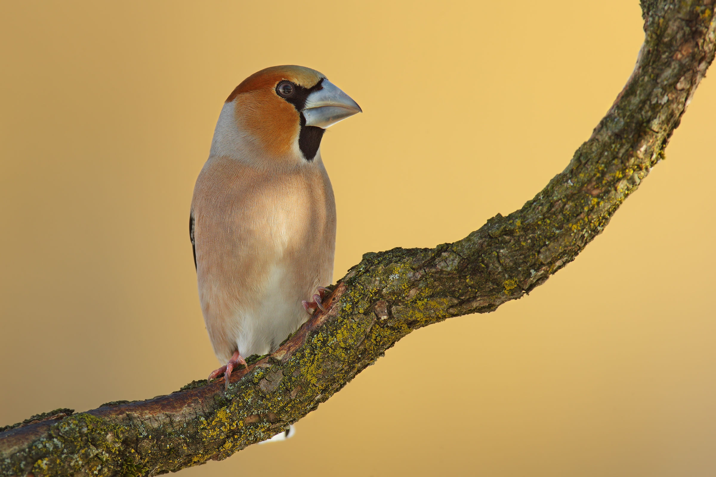 Hawfinch
