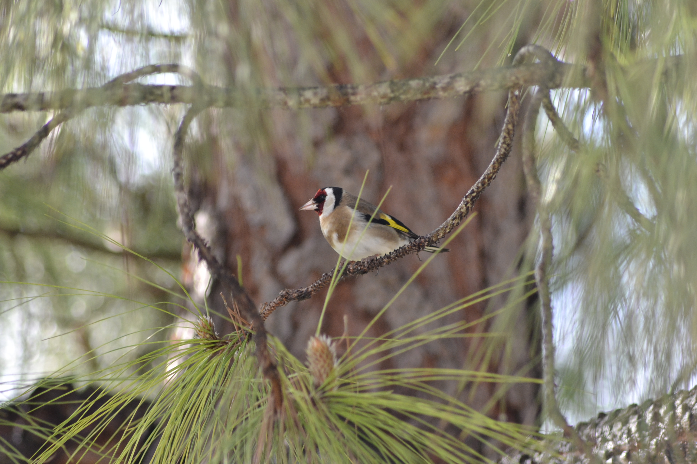 male goldfinch