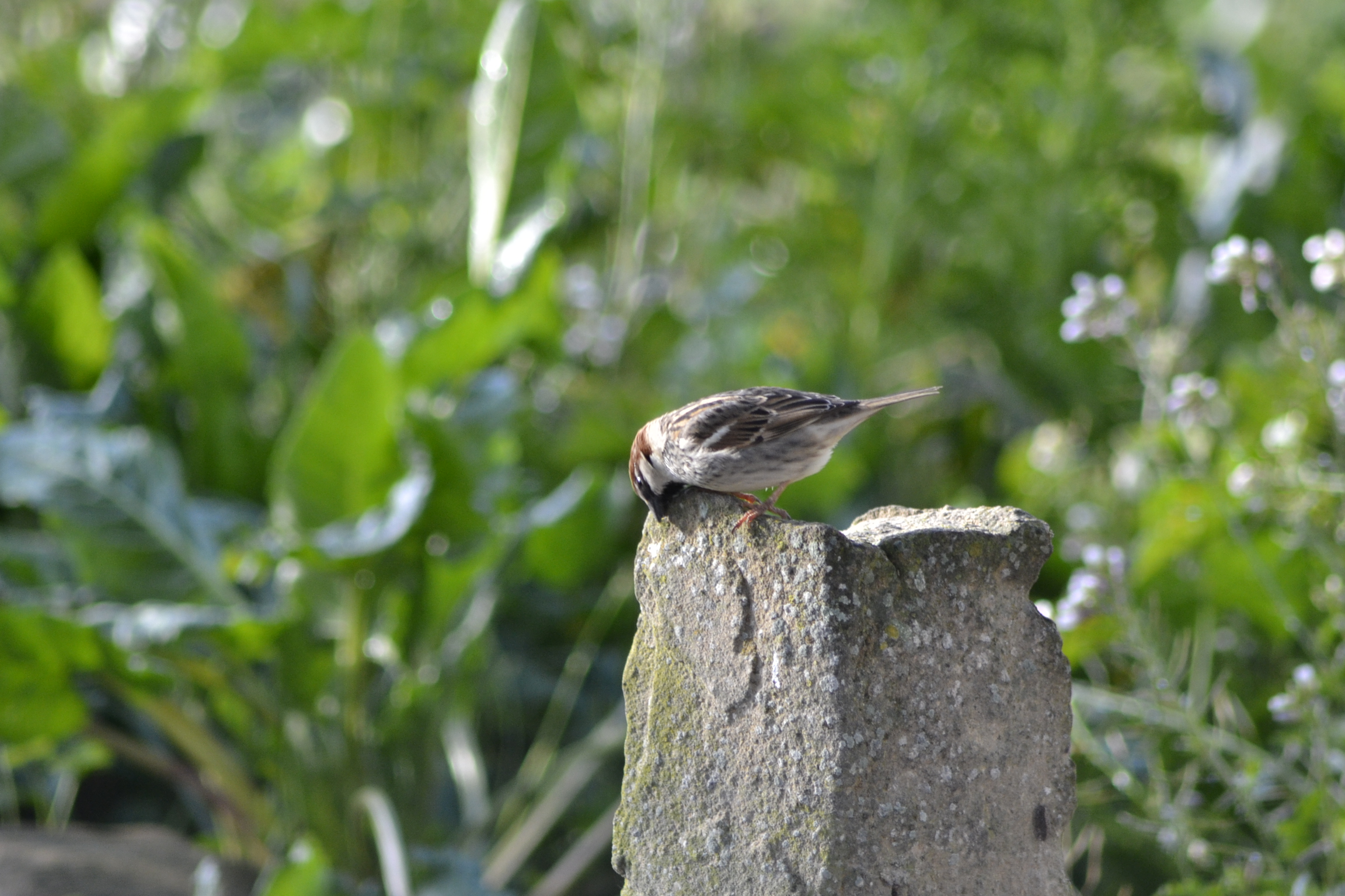 sparrow scratching