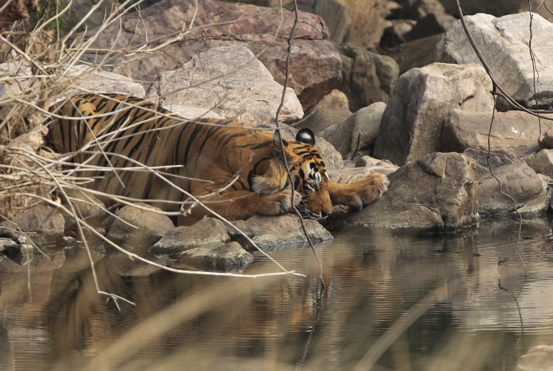Bengal Tiger all'abbeverata