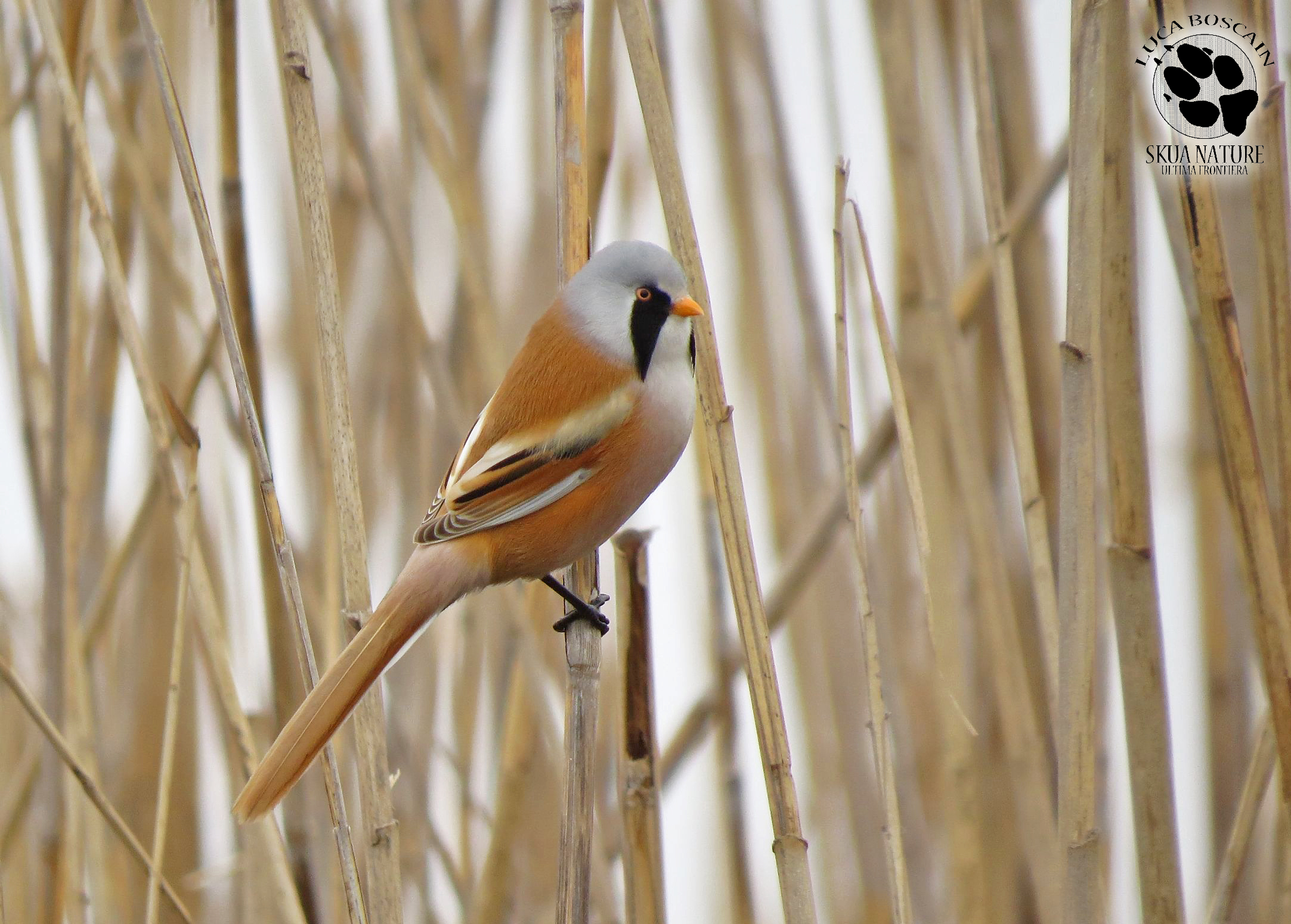 Basettino in una giornata nuvolosa