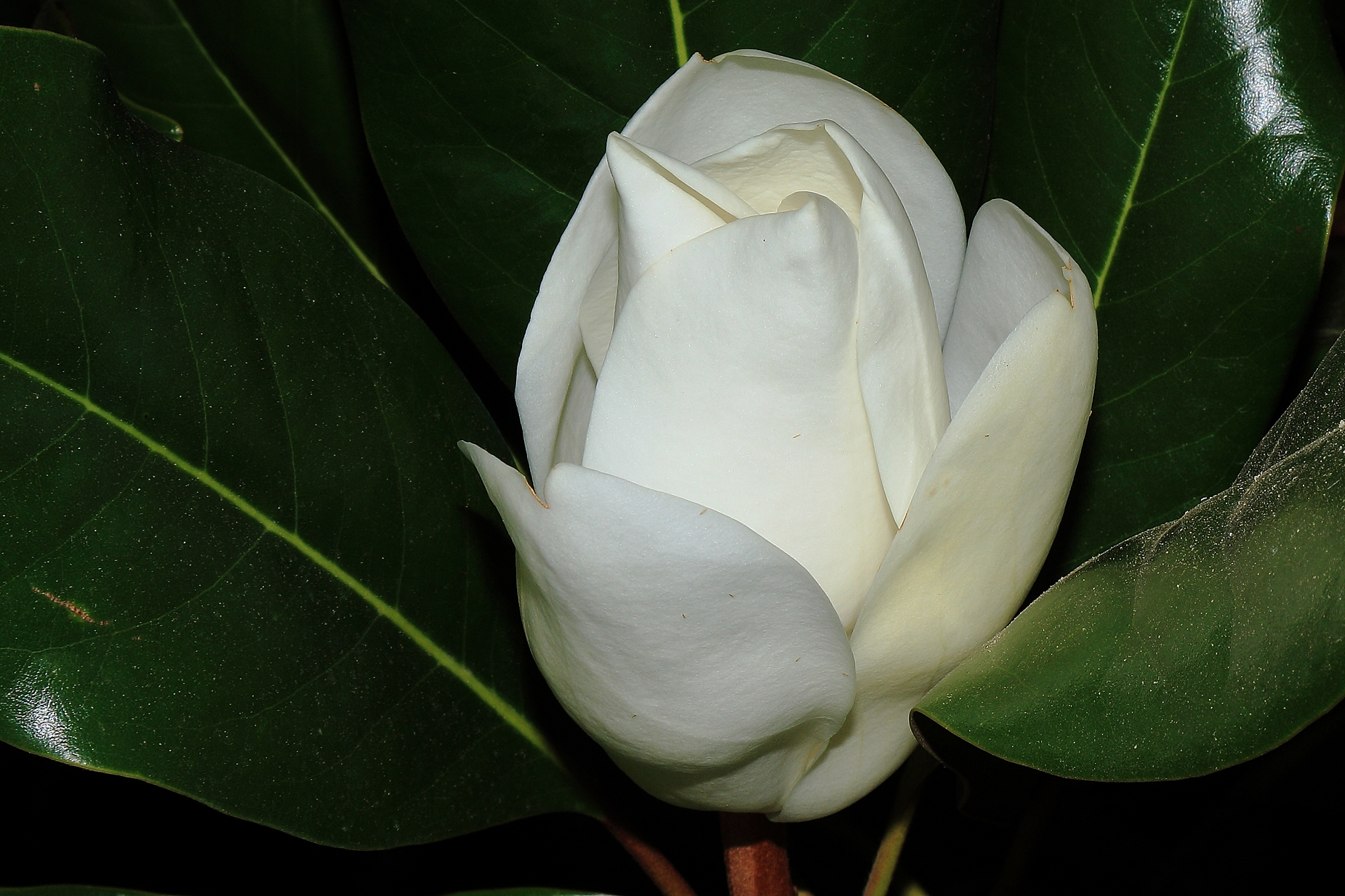 Magnolia flower evergreen