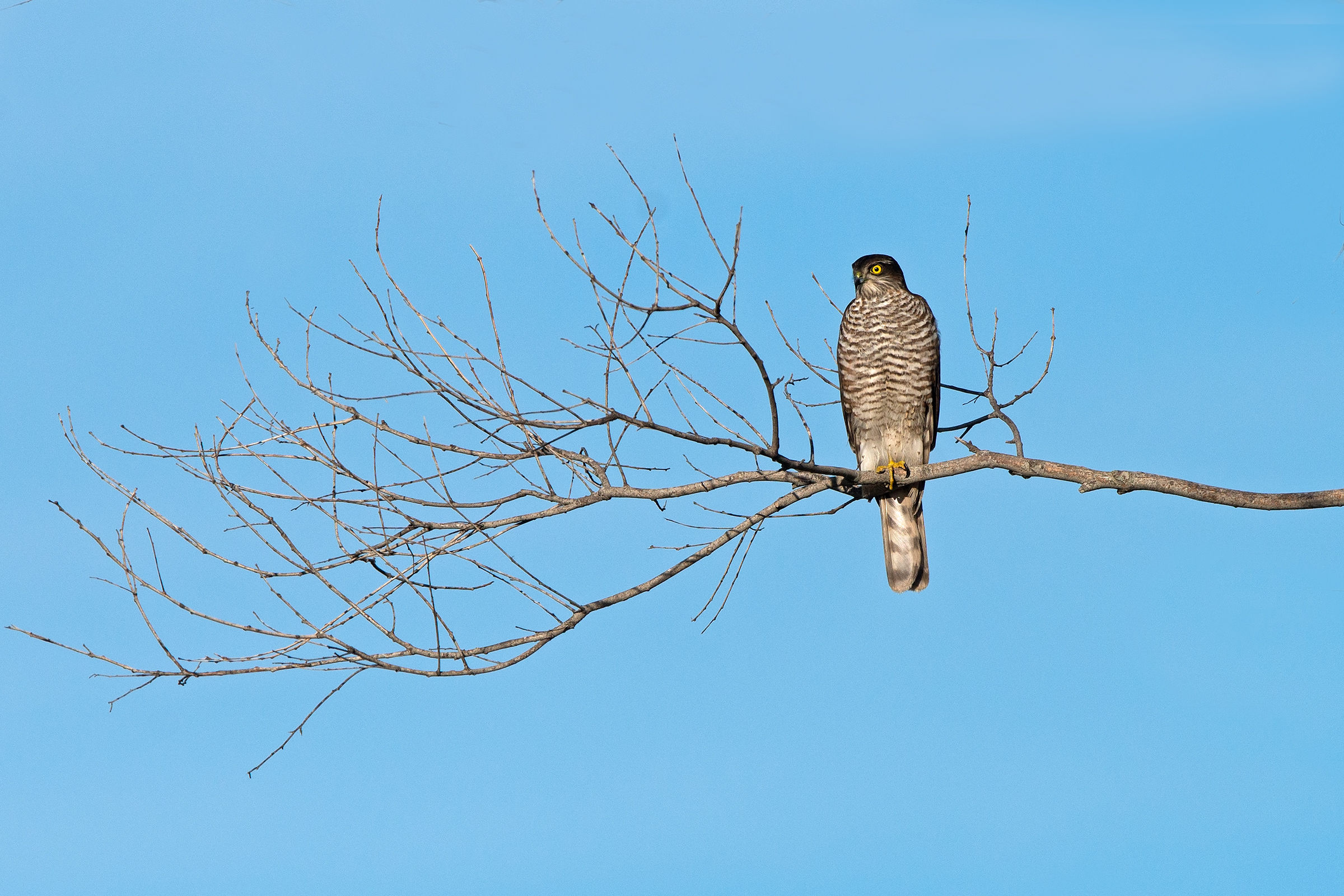 hawk Corsica-Sardinia