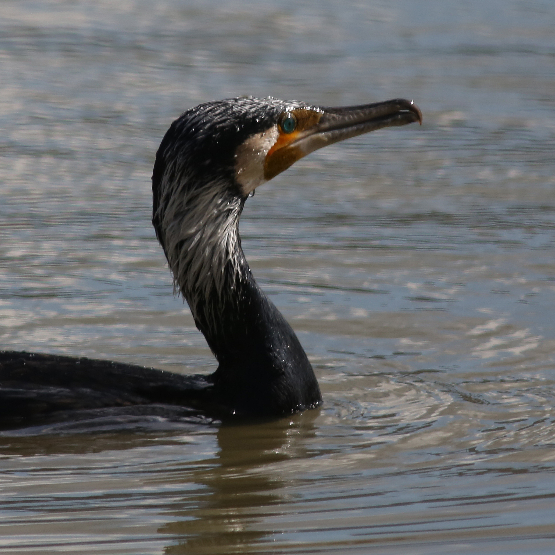 cormorano