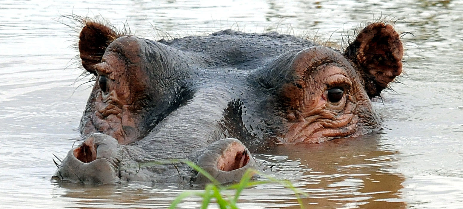 Ippopotamo