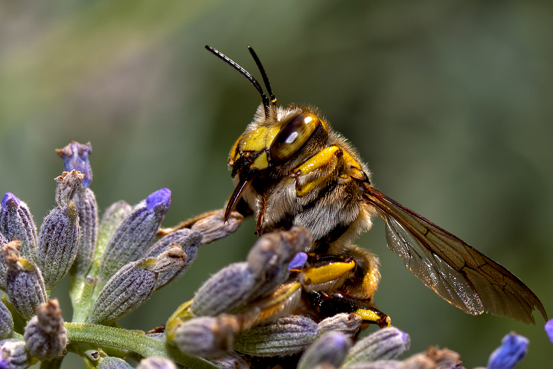 Pungiglione in azione