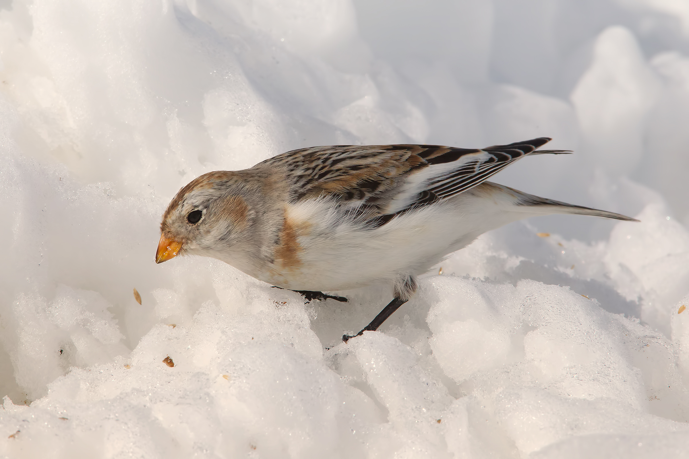 Zigolo delle nevi con TamRex a f7.1