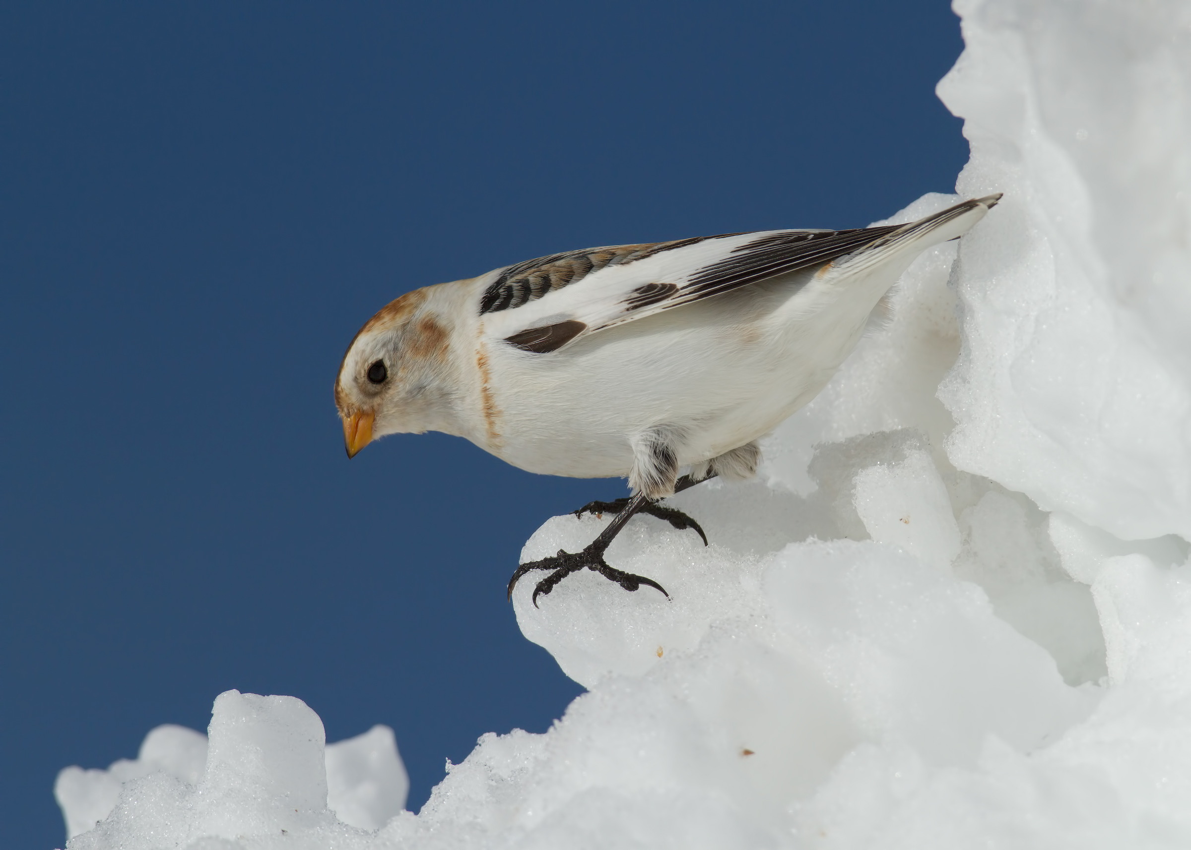 snow bunting dele 1