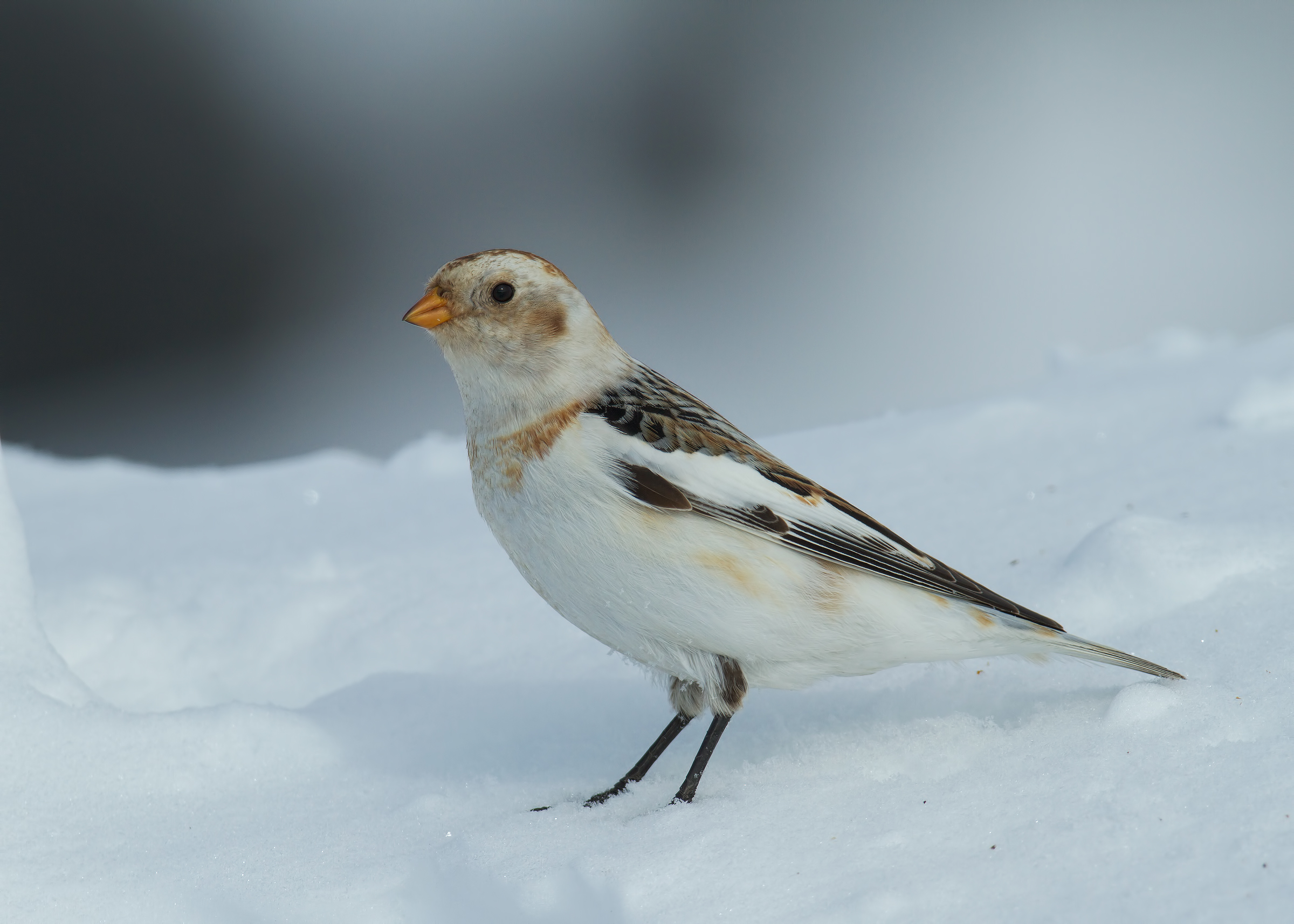 snow bunting 2