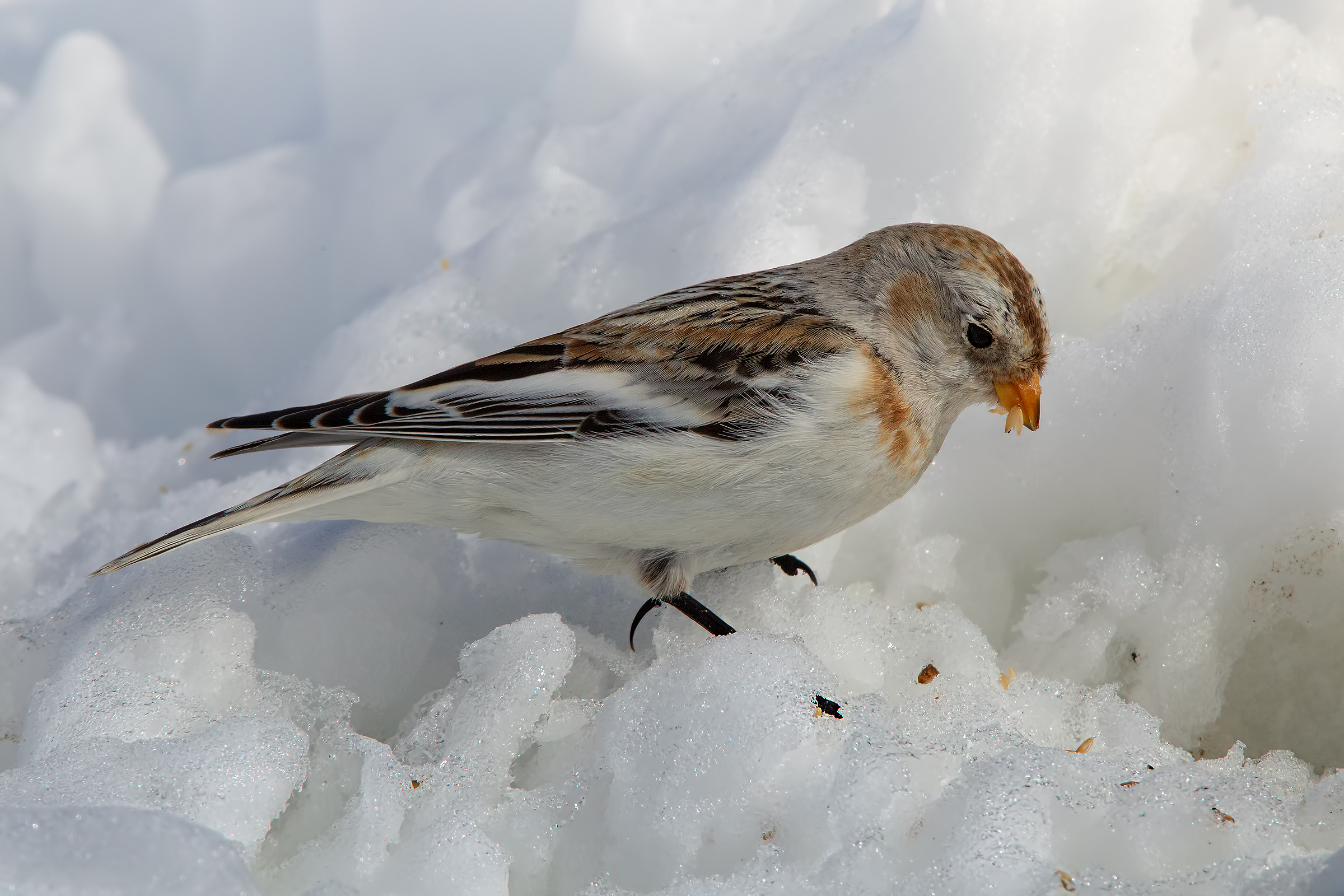 Snow Bunting # 2