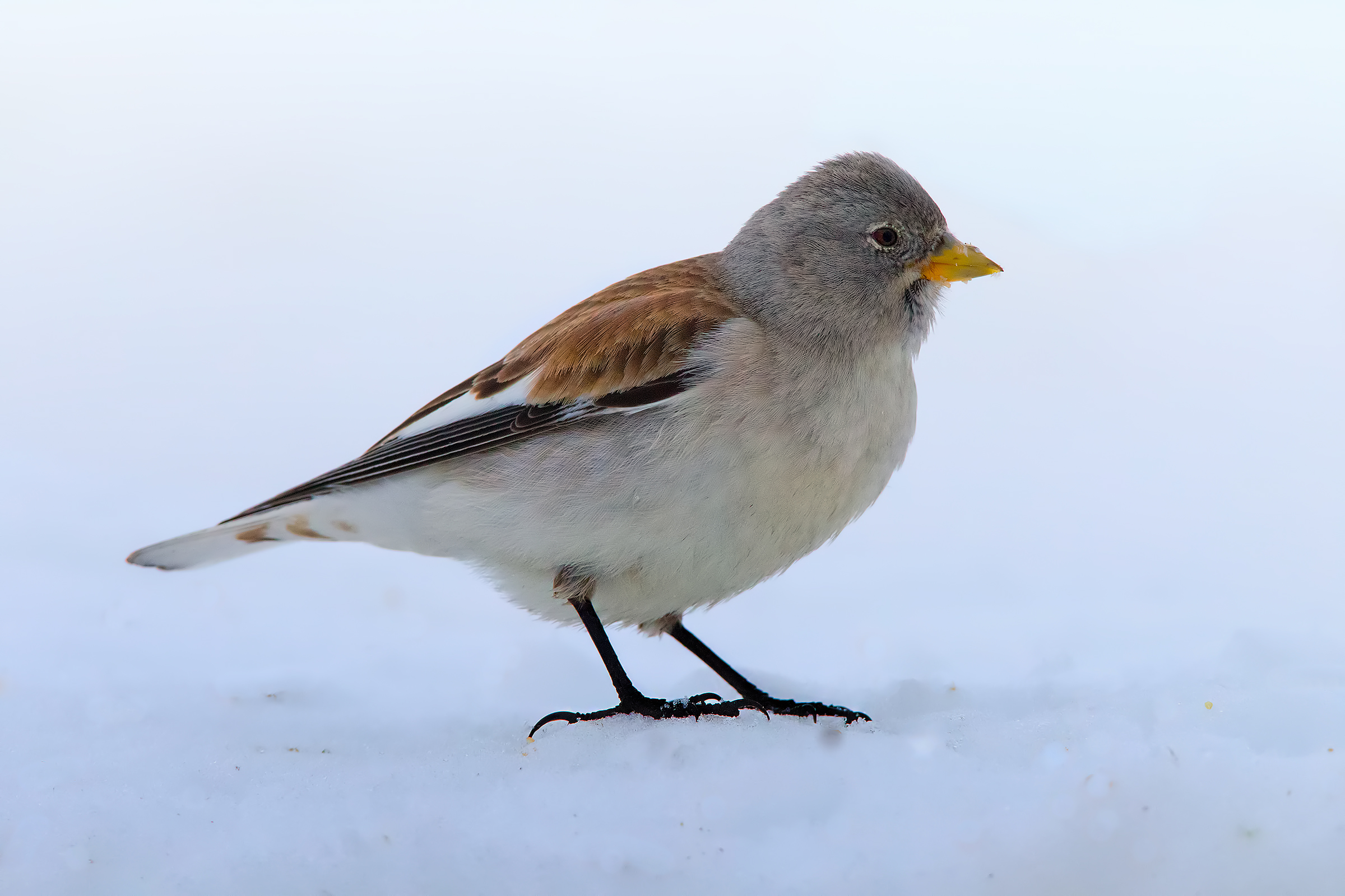 Alpine Chaffinch # 3