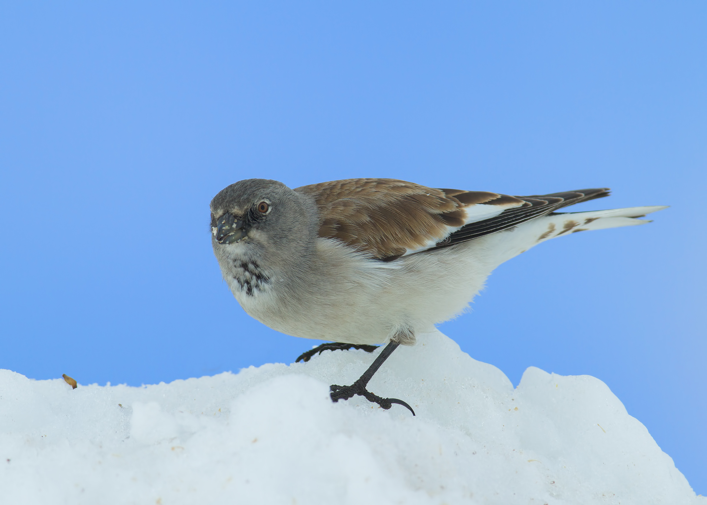 snowfinch 4