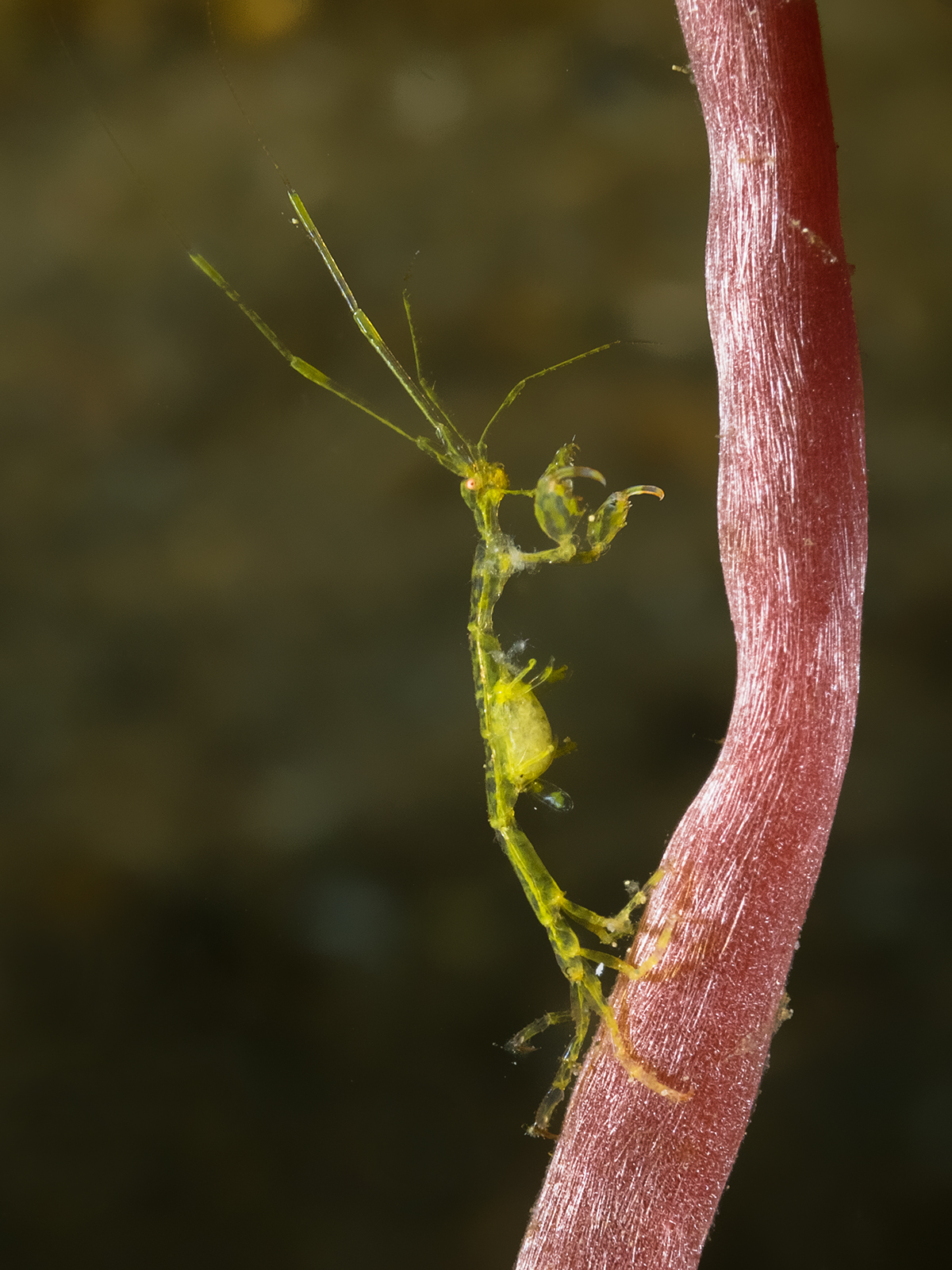 Scheletri...sull'albero