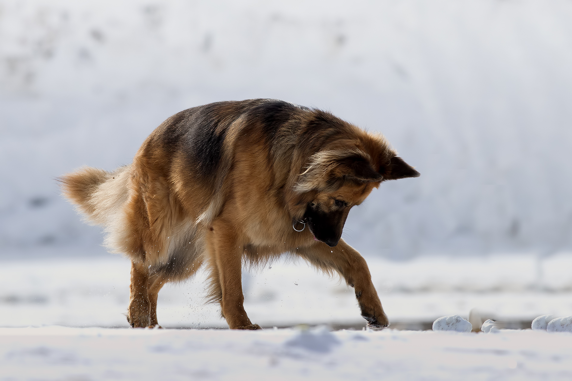 Pastore....... Molto Tedesco...!!!