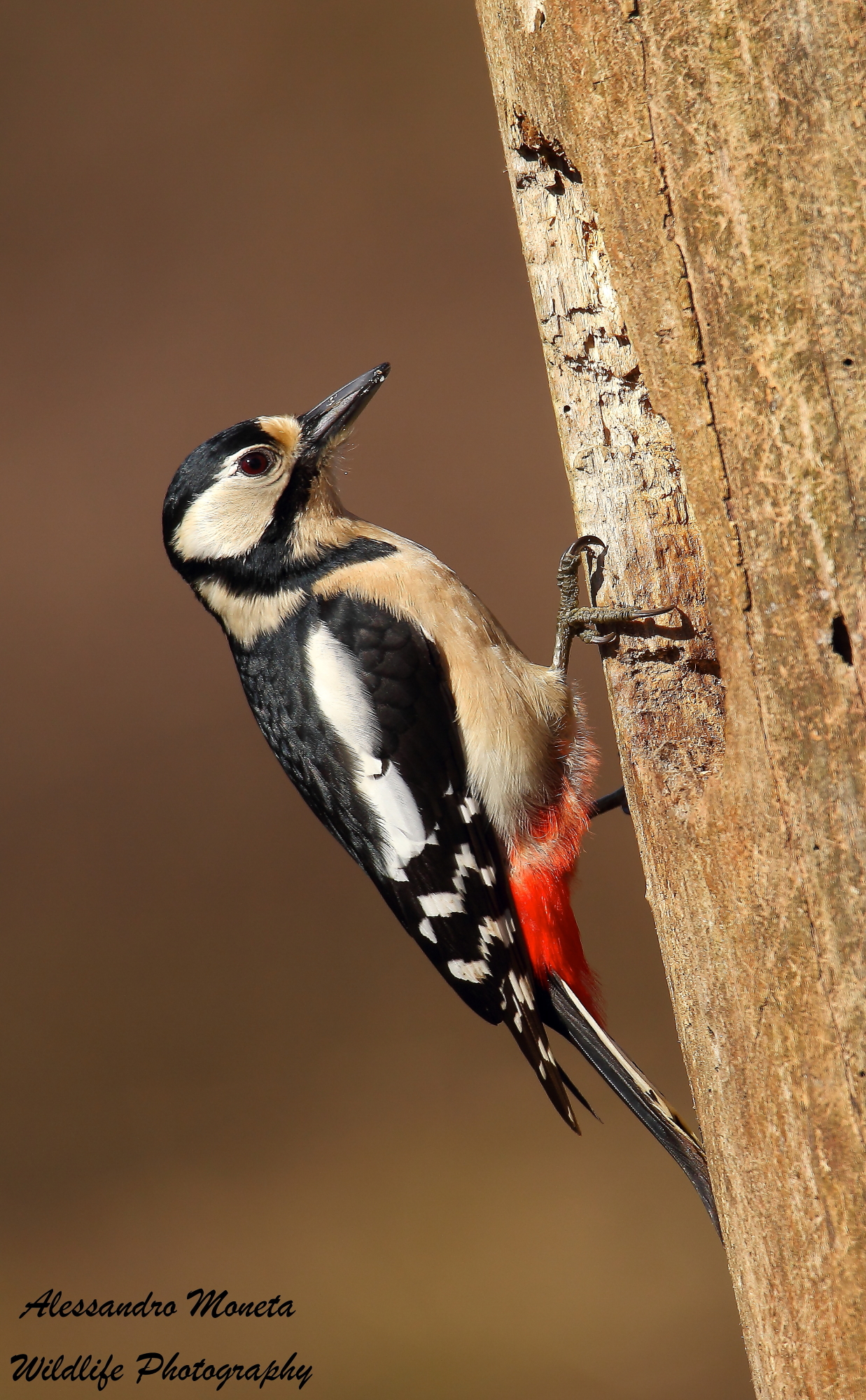 Picchia Rossa Maggiore