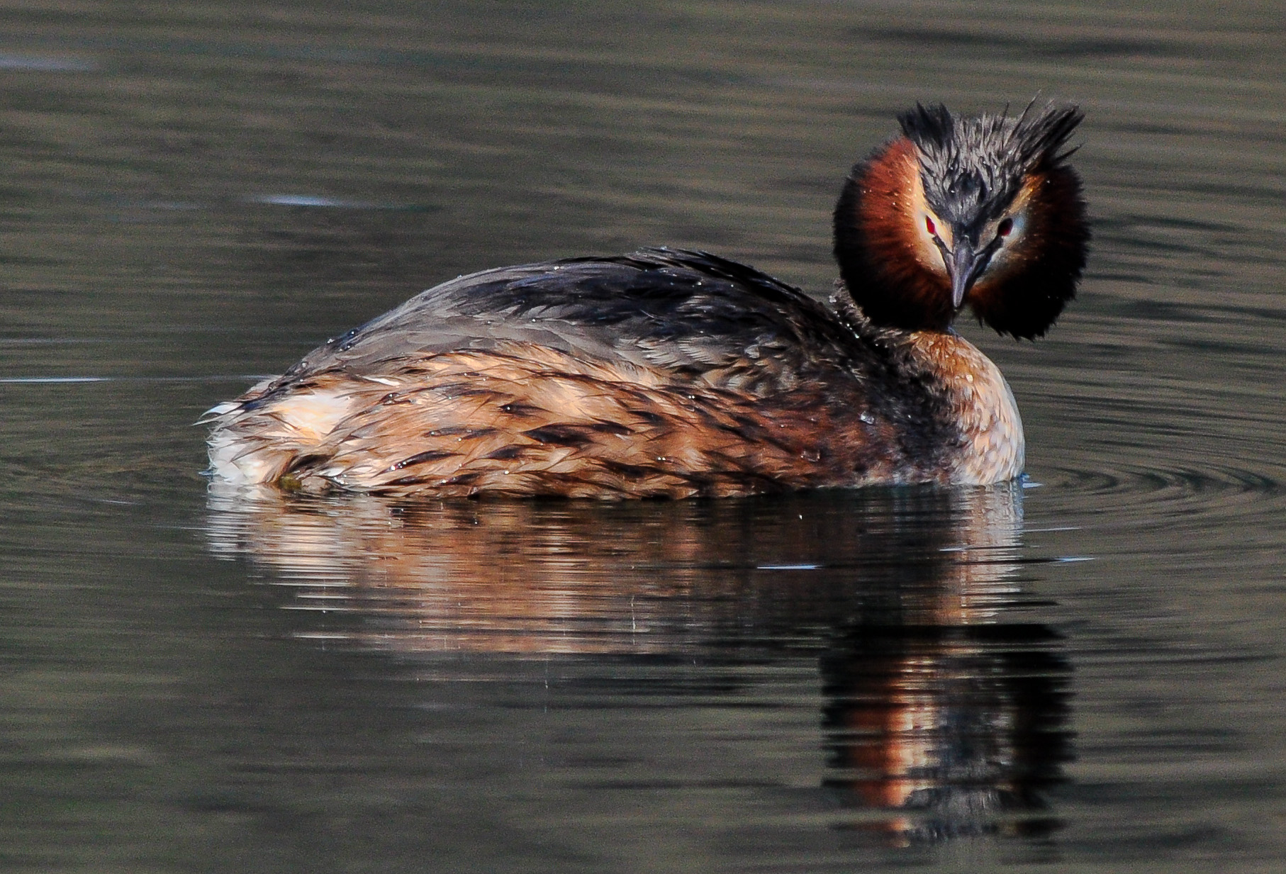 grebe